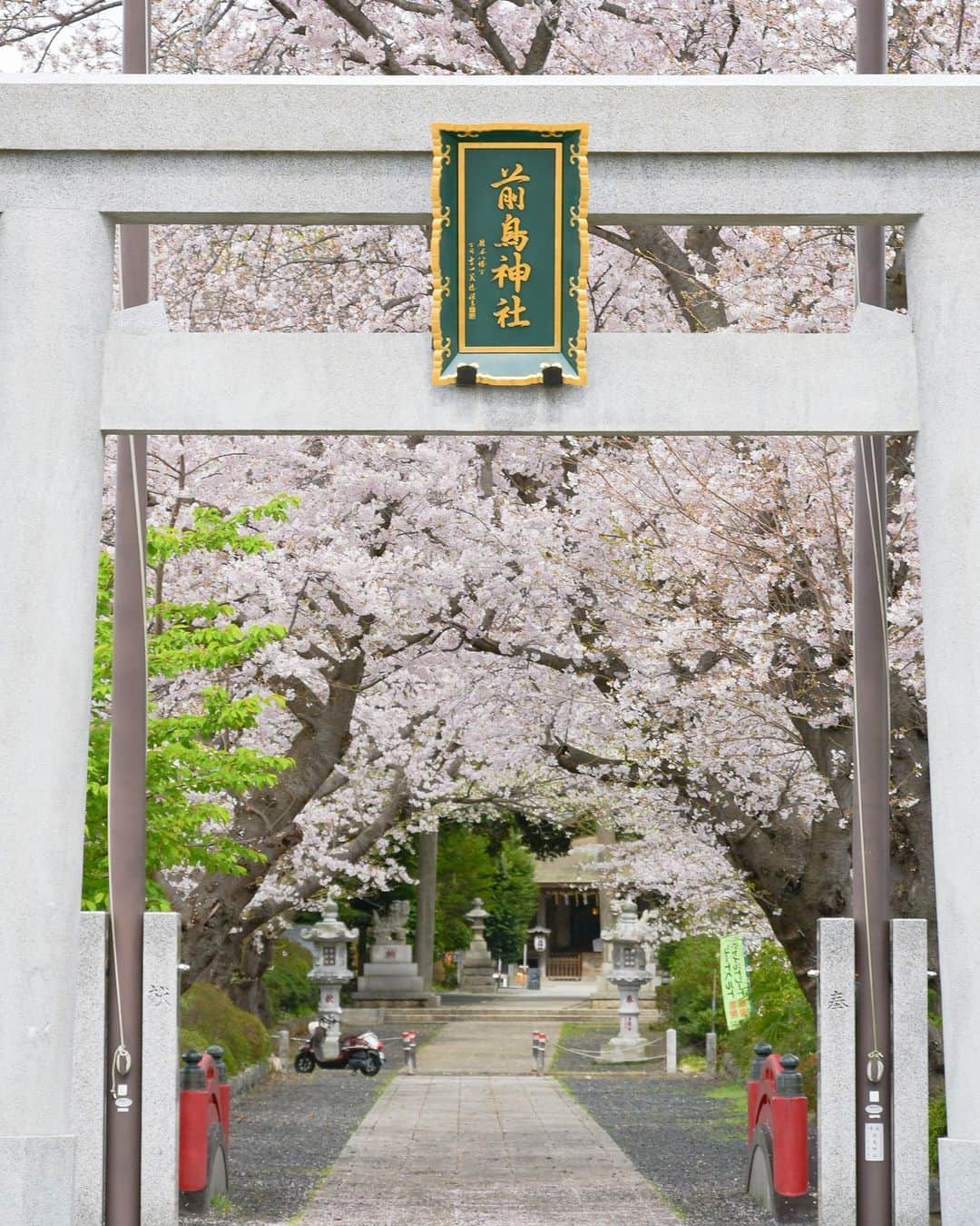 平塚市さんのインスタグラム写真 - (平塚市Instagram)「市内の桜レポート🌸 前鳥神社 雨が多かった先週末から、今週はお花見に行きたくなるような陽気が増えそう☀市内の桜スポットを紹介しますので、ぜひ、ご参考に！ 本日は、前鳥神社の参道に咲いた桜をご紹介📸 参拝に来られた方をお迎えするように、参道の左右に咲き誇っていました。  #手をつなぎたくなる街 #hiratsuka #平塚 #kanagawaphotoclub #湘南 #shonan #前鳥神社 #神社 #季節の花 #季節の花を楽しむ #春 #桜 #さくら #はなまっぷ #ザ花部 #花の写真館 #花のある暮らし #best_moments_flora #mst_flower #今日もお疲れ様でした #週末の過ごし方 #日々 #暮らし #instagramjapan #igersjp #japanphoto」3月27日 18時00分 - hiratsukagood