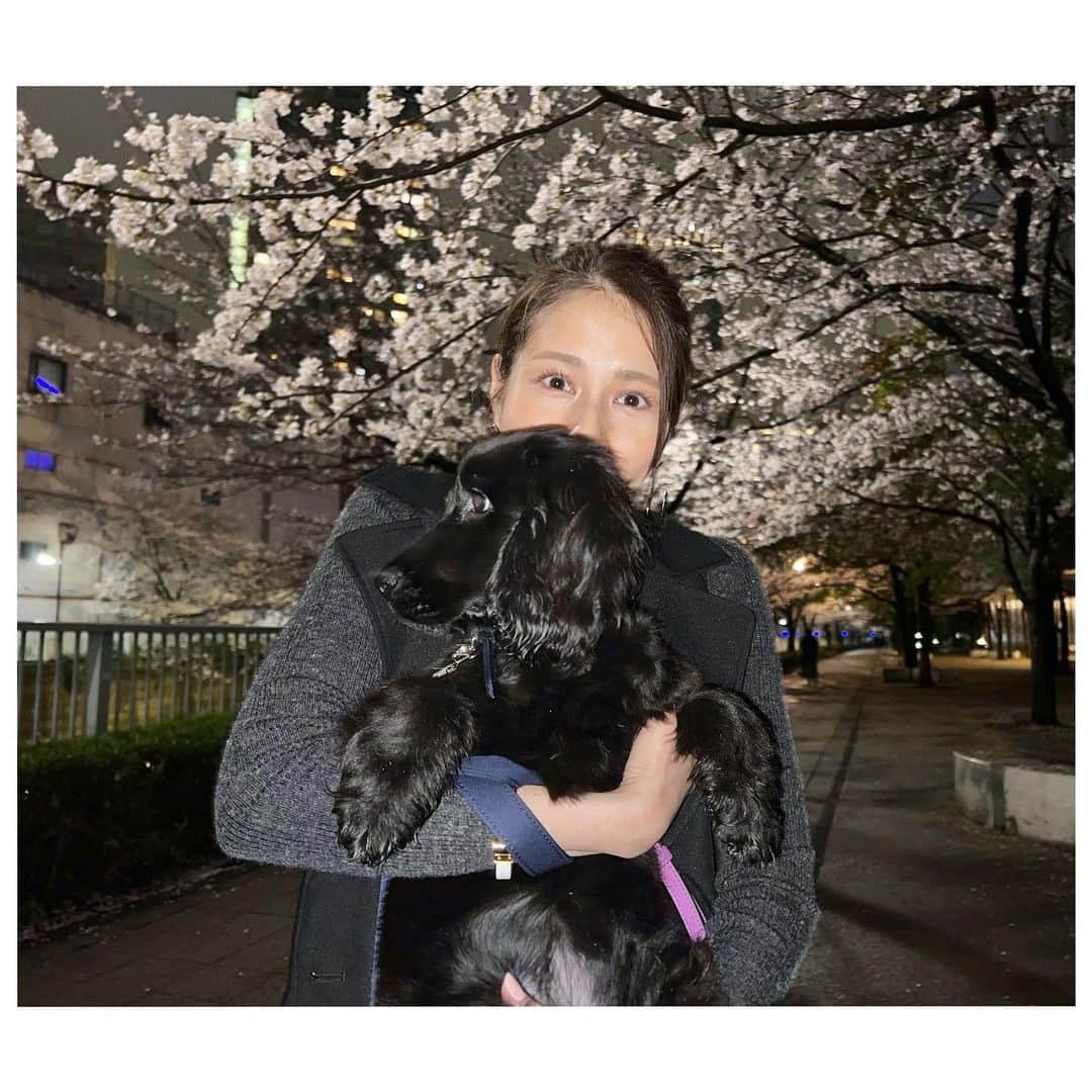 永島優美のインスタグラム：「きょうは #さくらの日 🌸だそう。 ということで先日行ってきた夜桜ショット🐾  #sakura  #englishcockerspaniel」