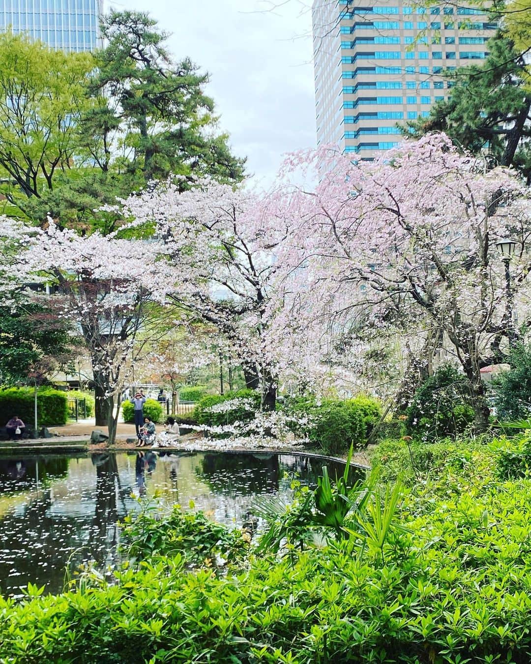 勝恵子さんのインスタグラム写真 - (勝恵子Instagram)「備忘録 2023桜。  散り始めもまた美し。  #桜 #紀尾井町 #清水谷公園」3月27日 18時19分 - keiko.katsu