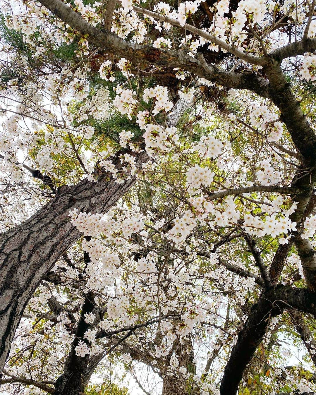 PINKYさんのインスタグラム写真 - (PINKYInstagram)「今年の桜、間に合った🌸  ・・・・・・・  #love #happy #family #momlife #桜 #2023」3月27日 18時12分 - shanti_pinky_shanti