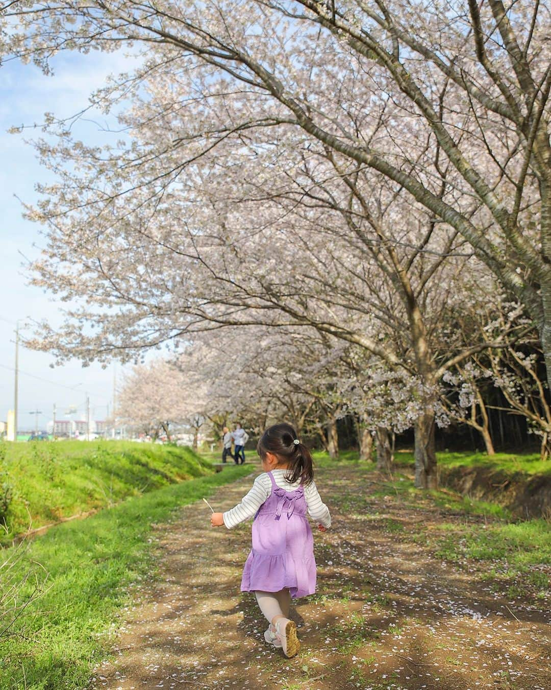 愛知県田原市さんのインスタグラム写真 - (愛知県田原市Instagram)「Let's go out in search of spring. * 春を探しにお出かけだ♪ * #加治町 の#桜並木 #つくし を片手に #春 の冒険に出発〜✨  どんな春が見つけられるかな😌  #桜#さくら#sakura#cherryblossom#はなまっぷ#はなすたぐらむ#春色  #たはら暮らし  #渥美半島#田原市#伊良湖岬#伊良湖#赤羽根#菜の花浪漫街道  #tahara#irago#akabane#サーフィン#surfing#田舎暮らし#日々の暮らし #休日の過ごし方#スローライフ #instagramjaran#igersjp」3月27日 18時16分 - tahara_kurashi