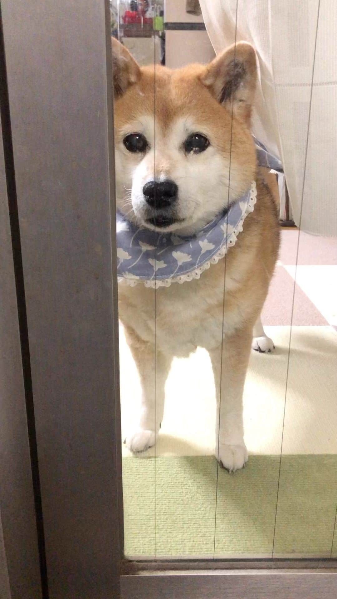 くるみのインスタグラム：「昨日はお留守番〜🐶 念のためドッグカメラを 付けていったのですが、 見たら余計に心配になるあるあるwww  . . #飼い主のアホ声入り #柴犬くるみ #お留守番できないイッヌ」