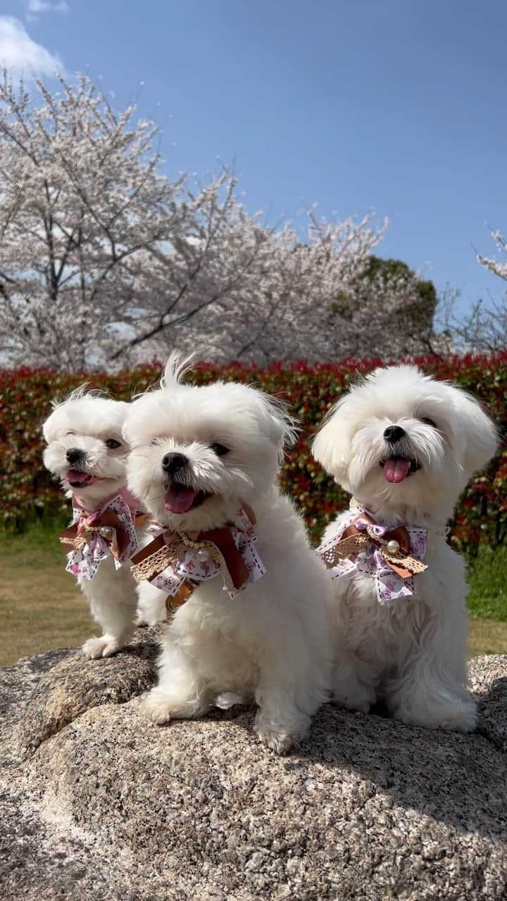 おかゆ & おもちのインスタグラム：「お花見🐻‍❄️🌸🐻‍❄️🌸🐻‍❄️ . . 近くの郡山城跡でお花見🌸 . な〜んか幸せ☺️✨✨ . Happy today💕💕 . . . 向かって左、もっち(相変わらずワンコラ💦人を呼びまくり😆みんなに撫で撫でしてもらって大満足🥰) . 真ん中、おかゆっち(相変わらずマイペースでマーキング😅ママは取るのに大忙し💩) . 右、丼ちゃん(相変わらずパパママ大好きアピール😘いつもこっちを向いてくれるのは丼ちゃんだけ💕) . . 奈良の桜🌸は、また7分咲きくらいだったから、まだどこかにお花見行けるかなぁ〜🤗 . . みなさんも、楽しい春を〜🌸🎵 . . . ❤︎ . . . #maltese #malteseofinstagram #happydog #dogsmile #doglove #doglover #dogstagram #instadog #lovedogs #ilovemydog #cutedog #dogoftheday #馬爾濟斯 #มอลทีส #馬耳他語 . #okayusan #マルチーズ #マルチーズ好き #マルチーズインスタグラム #白い犬 #犬のいる暮らし #癒し動画 #pecotv #奈良犬 #ふわもこ部 #わんことおでかけ #わんことお花見 #お花見日和 #笑顔が一番」