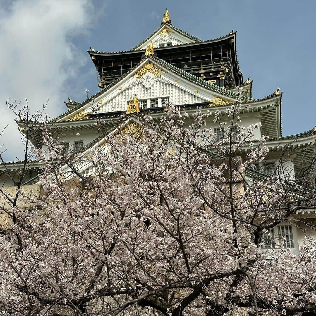山中真さんのインスタグラム写真 - (山中真Instagram)「・ 侍たちがアメリカで咲かせた 満開の桜に見惚れてる間に 大阪の桜も満開に！  今週はお花見中継ウィーク♪  生中継の日に満開の発表が あるなんてラッキー♪  大阪城・西の丸庭園には APECのために建てられた 大阪迎賓館や 松下幸之助さんが寄贈した 豊松庵という茶室があって お花見の隠れた特別席！  豊松庵の一般公開は 今年は3/29、30、4/5の あと3日だけ！  #mbs #よんチャンtv  #毎日生中継 #山ちゃん中継 #桜　#花満開 #幸せ満開 #大阪城　#西の丸庭園 #大阪迎賓館　#豊松庵 #明日はどこかな」3月27日 18時26分 - makorine1120