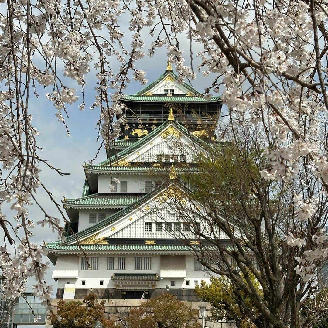 山中真さんのインスタグラム写真 - (山中真Instagram)「・ 侍たちがアメリカで咲かせた 満開の桜に見惚れてる間に 大阪の桜も満開に！  今週はお花見中継ウィーク♪  生中継の日に満開の発表が あるなんてラッキー♪  大阪城・西の丸庭園には APECのために建てられた 大阪迎賓館や 松下幸之助さんが寄贈した 豊松庵という茶室があって お花見の隠れた特別席！  豊松庵の一般公開は 今年は3/29、30、4/5の あと3日だけ！  #mbs #よんチャンtv  #毎日生中継 #山ちゃん中継 #桜　#花満開 #幸せ満開 #大阪城　#西の丸庭園 #大阪迎賓館　#豊松庵 #明日はどこかな」3月27日 18時26分 - makorine1120