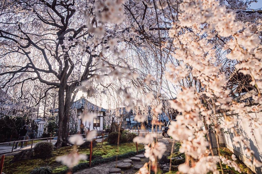 Sonoda COO Yukiyaのインスタグラム：「@coo_travelphoto ←Check more photos😊 Spring days in Kyoto. #Kyoto #Japan #kyotopi #bestjapanpics  #photo_shorttrip  #retrip_nippon #visitjapanjp #japanko_official  #tokyocameraclub #visit_kyoto #japan_trip_x」