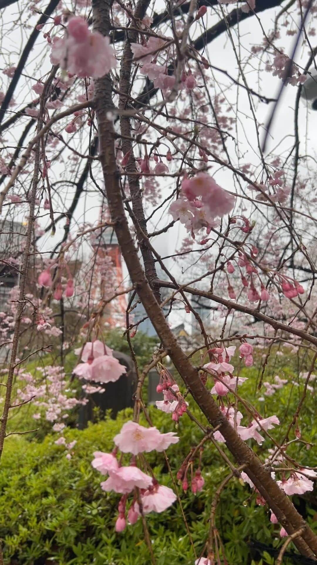 セロのインスタグラム：「National Sakura Day. No words needed to explain anything here other than:  #whyilovejapan❤️🇯🇵❤️」