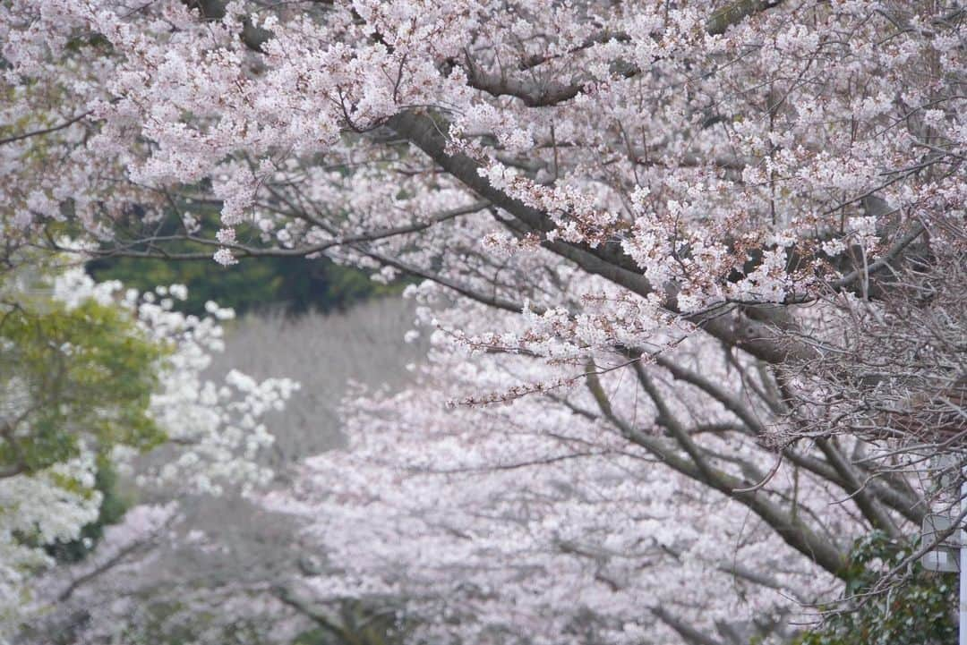 キタキュウマンさんのインスタグラム写真 - (キタキュウマンInstagram)「#北九州　#和布刈　#門司　#cherryblossom #Z34 #370Z #ZVE10 #workwheels #japancar」3月27日 18時39分 - taki_yuki