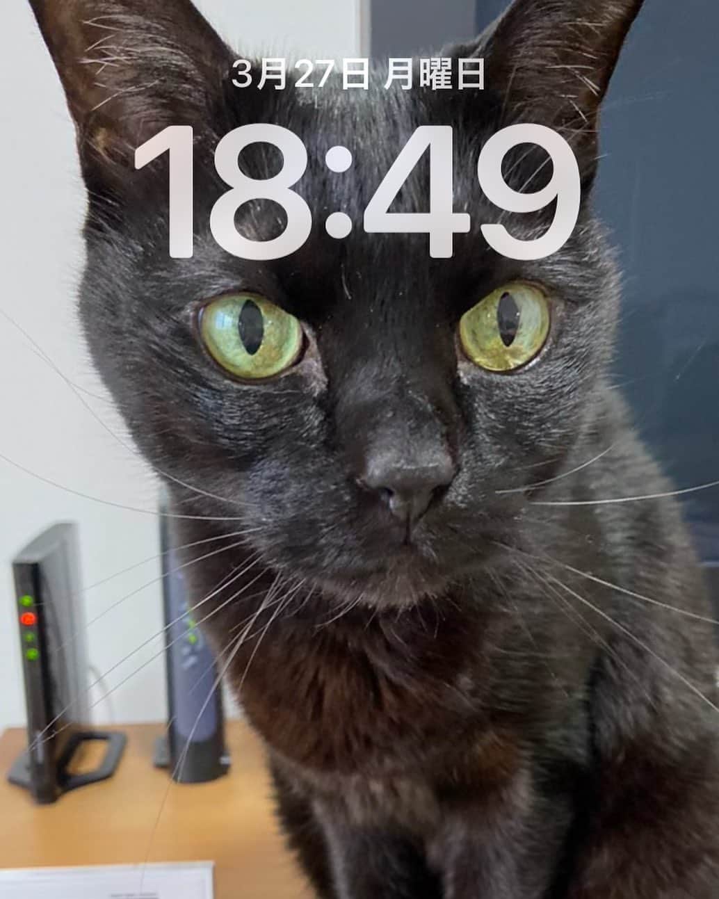 高羽そらのインスタグラム：「黒猫にしては割と可愛い写真が撮れたので、スマホの待ち受け画面にしてみた。もうすぐ17歳のジイさんに見えないね😅 #ねこのいる暮らし」