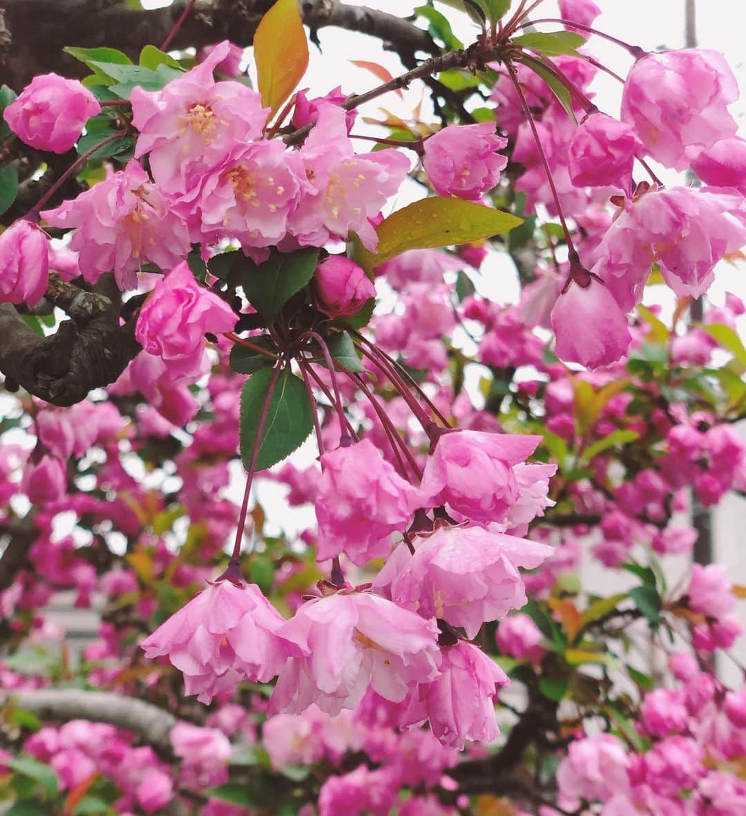 佐藤弥生さんのインスタグラム写真 - (佐藤弥生Instagram)「🌸☂️ 週末はあいにくのお天気でしたが 桜のパウンドケーキを焼きました♪ 米粉を使ったグルテンフリー、ベーキングパウダー無しです😋 アイシングと桜の甘塩っぱさが好きなの〜❤️ もう少しリキュール塗っても良かったかしら♪ 桜を真ん中に入れるんだった💦 来年のメモ📝です！ 🌞お花見いつ行けるかなぁ😚 #桜のパウンドケーキ#米粉のパウンドケーキ#グルテンフリー#米粉のおやつ##yayoscooking#桜の塩漬け#🌸#かいどう桜#桜満開#お花見行きたい」3月27日 19時03分 - yayoyayo_s