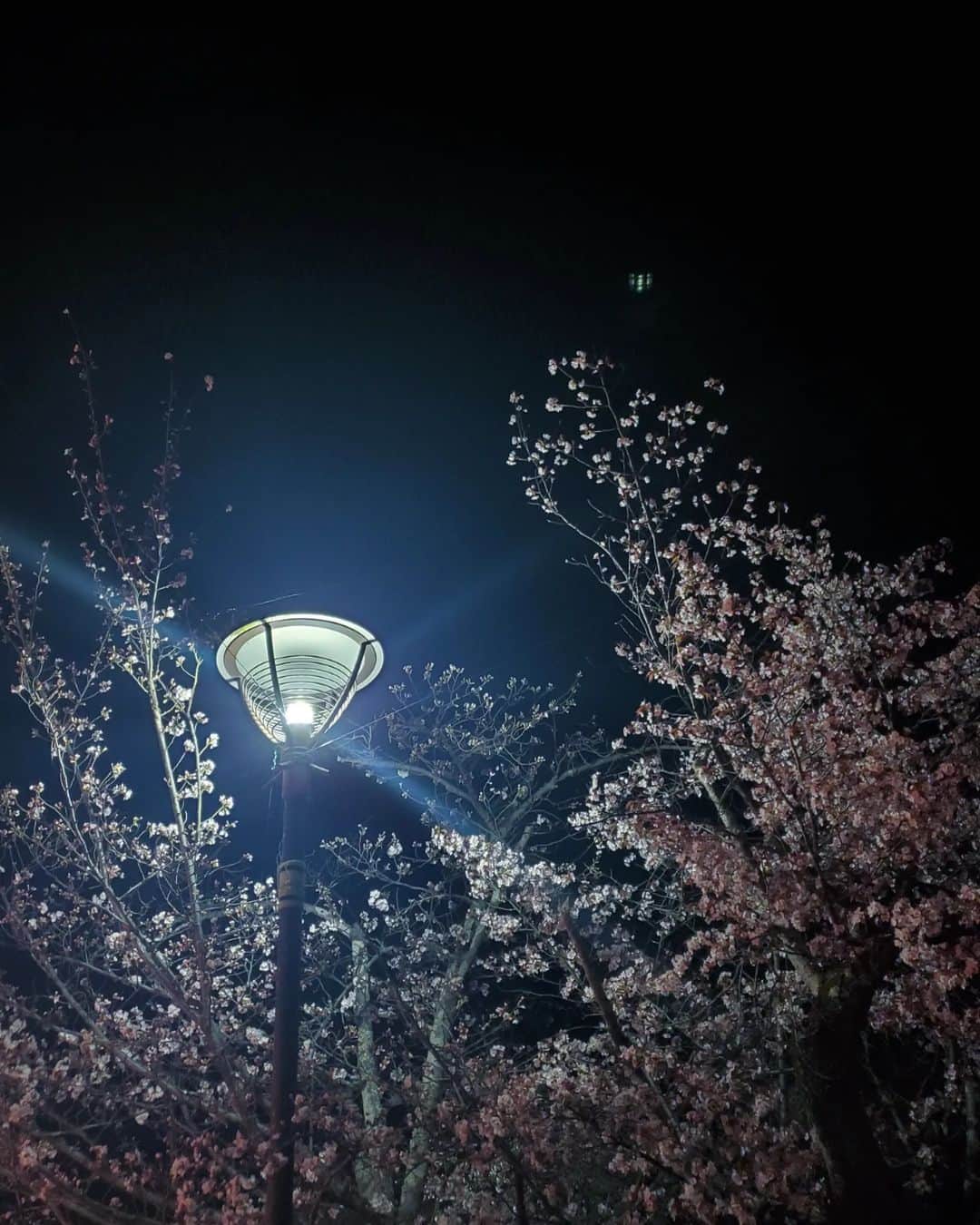 サヘル・ローズさんのインスタグラム写真 - (サヘル・ローズInstagram)「月世界　 ミユ　  夜桜と、たわむれる  あと、１日  日本を１ヶ月近く離れます  撮影　 新しい世界をみてきます。」3月27日 18時55分 - sa_chan_1021