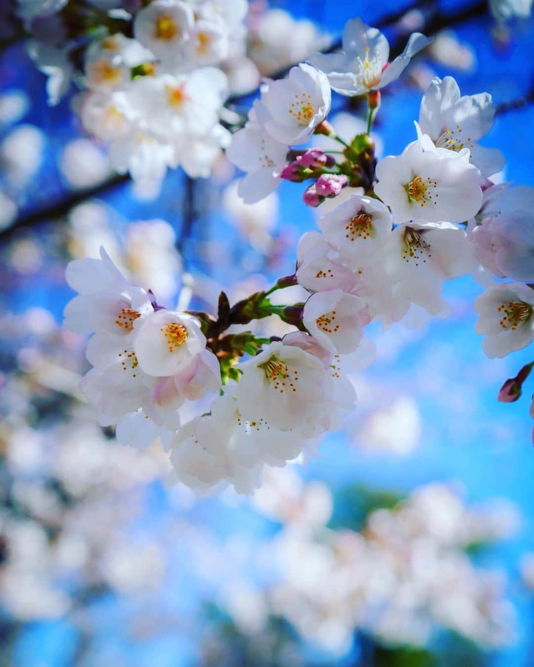 友常勇気さんのインスタグラム写真 - (友常勇気Instagram)「The cherry blossoms are in full bloom⸜( ´ ꒳ ` )⸝🌸 🌸Japanese SAKURA🌸 Spring is in full swing( ˘ ㅂ ˘ ♡) #友常勇気 #🌸 #春を感じる #桜 #sakura #満開 #今年は花見したい #でも #天候 #不安 #最近 #寒かったね  p.s 話は変わりますが、なんか… ここに来て花粉に慣れて来た？🤔 もうあまり症状がでない🤣笑 みんなどう？？🤔🌲 #花粉 #慣れた ? #笑笑」3月27日 18時57分 - yuki_tomotsune