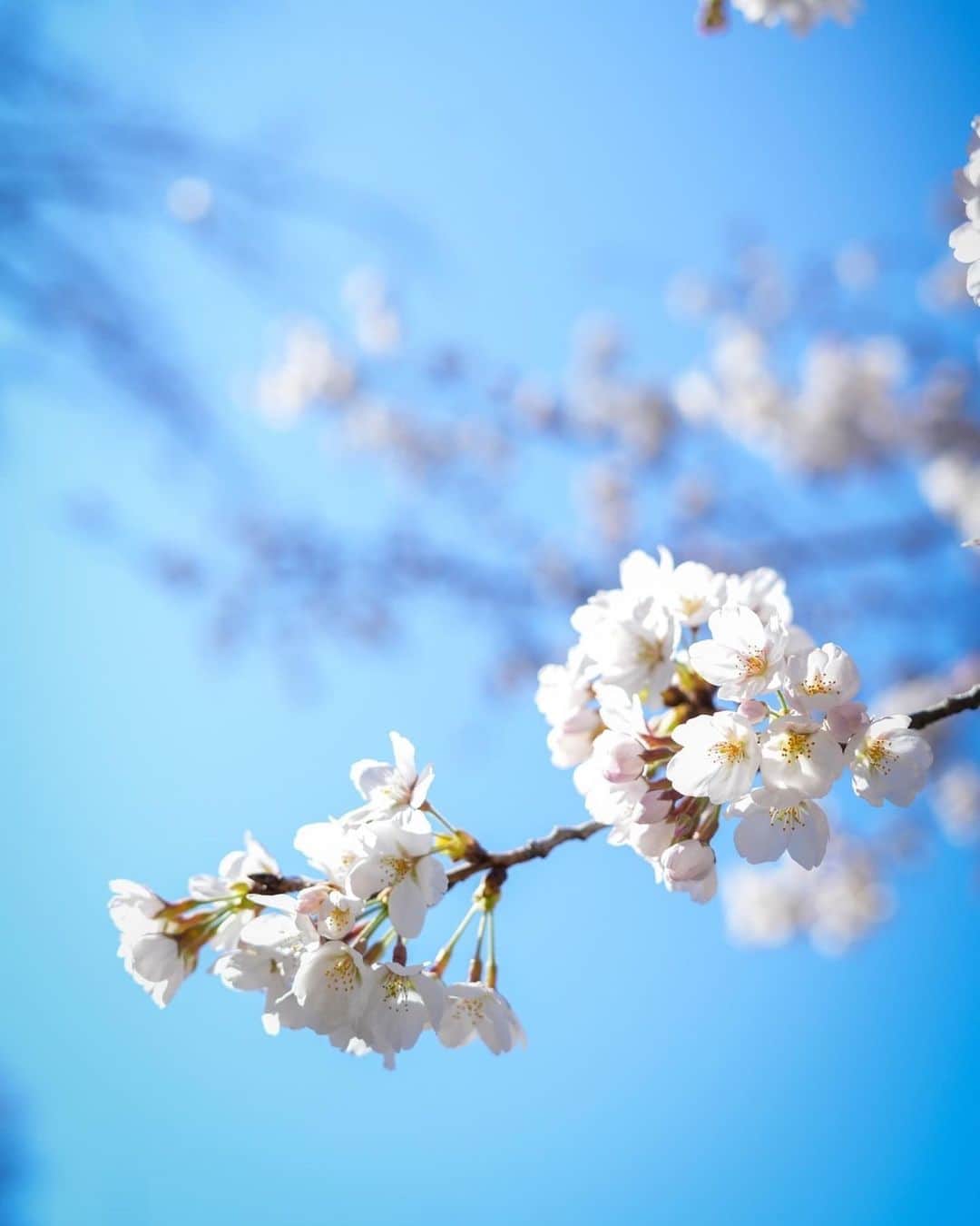 友常勇気さんのインスタグラム写真 - (友常勇気Instagram)「The cherry blossoms are in full bloom⸜( ´ ꒳ ` )⸝🌸 🌸Japanese SAKURA🌸 Spring is in full swing( ˘ ㅂ ˘ ♡) #友常勇気 #🌸 #春を感じる #桜 #sakura #満開 #今年は花見したい #でも #天候 #不安 #最近 #寒かったね  p.s 話は変わりますが、なんか… ここに来て花粉に慣れて来た？🤔 もうあまり症状がでない🤣笑 みんなどう？？🤔🌲 #花粉 #慣れた ? #笑笑」3月27日 18時57分 - yuki_tomotsune