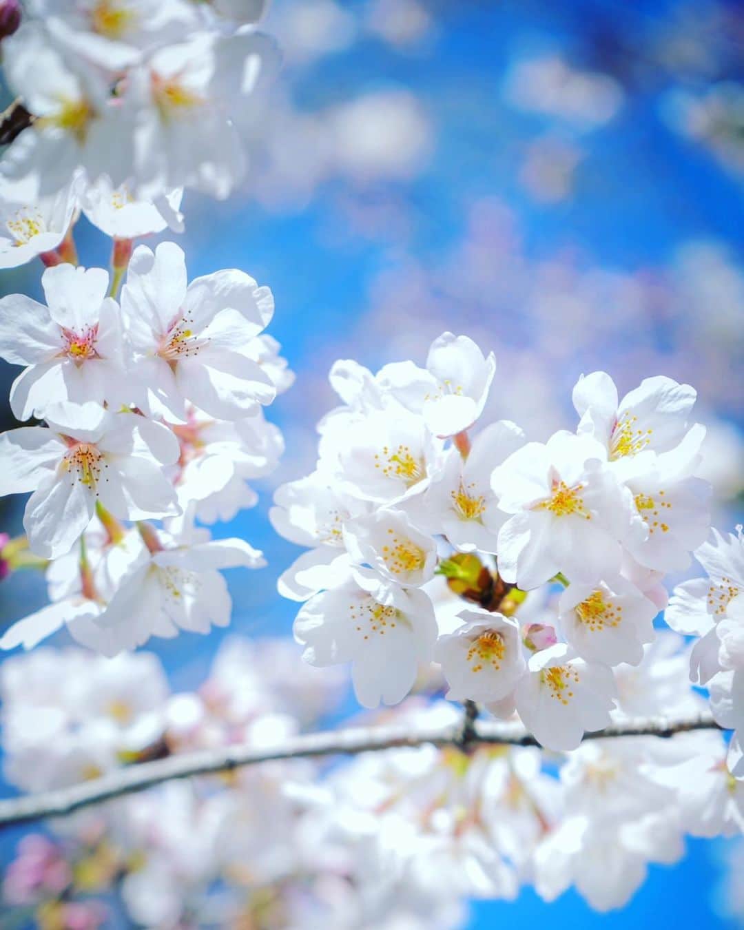 友常勇気のインスタグラム：「The cherry blossoms are in full bloom⸜( ´ ꒳ ` )⸝🌸 🌸Japanese SAKURA🌸 Spring is in full swing( ˘ ㅂ ˘ ♡) #友常勇気 #🌸 #春を感じる #桜 #sakura #満開 #今年は花見したい #でも #天候 #不安 #最近 #寒かったね  p.s 話は変わりますが、なんか… ここに来て花粉に慣れて来た？🤔 もうあまり症状がでない🤣笑 みんなどう？？🤔🌲 #花粉 #慣れた ? #笑笑」