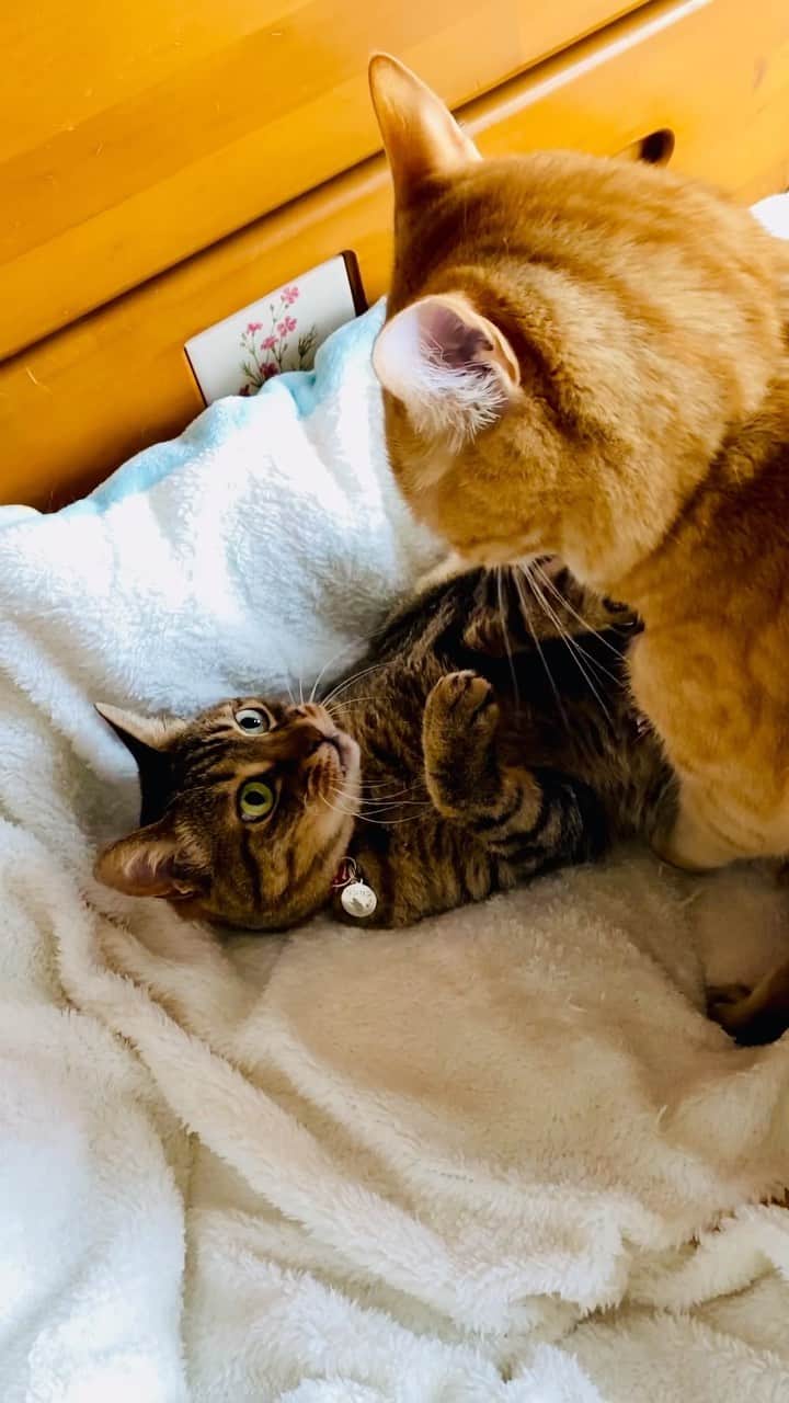 のインスタグラム：「寅次朗またやってくれちゃいました~😼 *  ひとりで大人しく寝ていたリンリンに奇襲攻撃😾 *  リンリンも必死で抵抗しましたが、なんせ1kg以上ある体重差には敵いません🐈‍⬛🥲 *  寅次朗ったら、リンリンを追い出すだけ追い出して、自分は結局キャットタワーのハンモックで寝ていました😺 *  ホントに悪いやつ🙀 🐾----*----*----*----🐾 Torajiro I did it again😼 * I launched a surprise attack on Rinrin who was sleeping quietly by herself😾 * Rinrin also tried to protect her, but she was no match for a weight difference of more than 1kg🐈‍⬛🥲 * Torajiro just kicked Rinrin out, and ended up sleeping in a cat tower hammock😺 * Really bad guy 🙀 🐾----*----*----*----🐾 #猫 #ねこ #ネコ #cat #ニャンズ #リンリン #キジトラ #browntabby #ジャパニーズボブテイル #寅次朗 #茶トラ #まるどら #gingercat  #にゃんすたぐらむ #catoftheday #ふわもこ部 #ニャンフルエンサー  #pecotv #pecoねこ部 #Hermoso #Instagram #weeklyfluff  #petstagram #今日のお昼寝  #ケンカ勃発  #トラブルメーカー #悪いやつ #badguy #20230327」