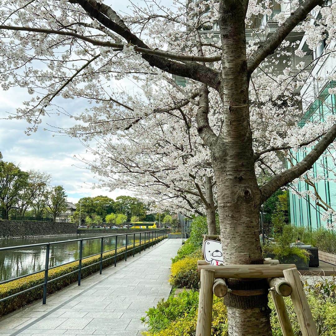 日本生命保険相互会社さんのインスタグラム写真 - (日本生命保険相互会社Instagram)「3月27日は、#さくらの日  #ニャッセイを探せ！  桜が見ごろになってまいりました🌸 画像の中に　#ニャッセイ が、、、。  見つけた方はコメント欄で「🐱」を送って、教えてください」3月27日 19時00分 - nissay_official