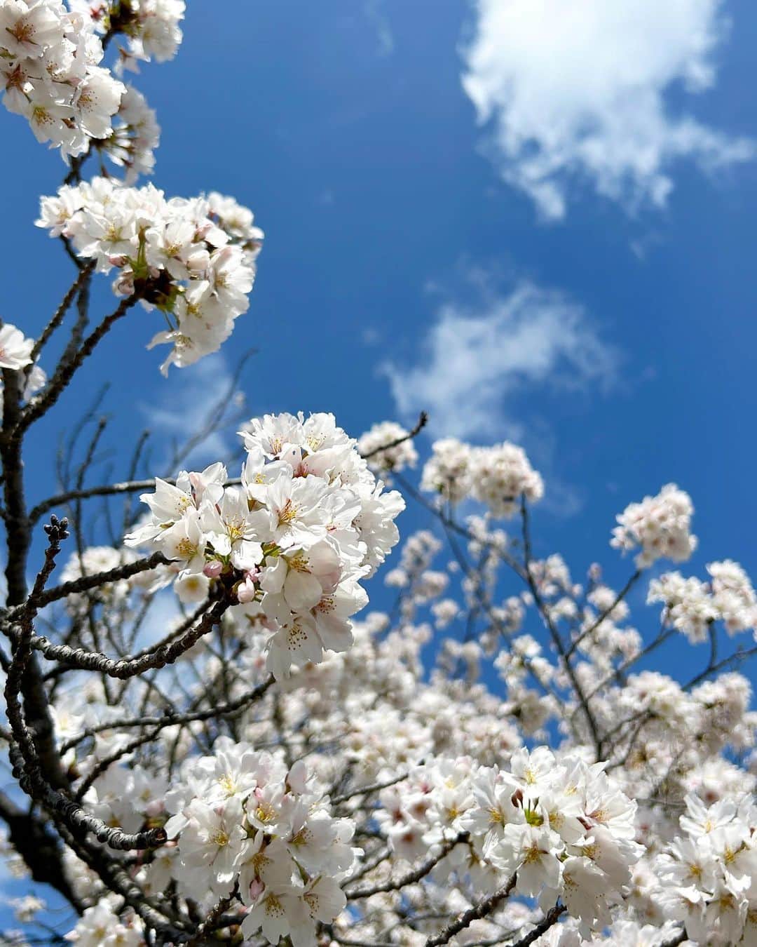 上坂由莉さんのインスタグラム写真 - (上坂由莉Instagram)「⁡ 今年もお花見へ行ってきました🌸 京都駅も人が凄かったので 少し観光スポットを避けてみました🤭 ⁡ ⁡ 桜カラーのスカートに 襟のパールがお気に入りのトップス🤍 今日も暖かく見えつつ風が冷たかった〜🥶 春先ははなんだかんだまだ寒いので 薄手のニットて重宝しますよ」🧶 @and_cherim  @joint_space ⁡ ⁡ 皆さんもうお花見行かれましたか？🌸 今年はマスク制限も解除されて嬉しい💗 ⁡ ⁡ #アンドシェリム #パールトップス #パールニット #お花見コーデ #春コーデ #お花見 #京都お花見 #京都観光スポット #京都旅行 #京都女子旅 #春休み #大人可愛いコーデ #おでかけコーデ #休日コーデ #and_cherim #ootd #springcode #sakura」3月27日 19時08分 - yuri_yoga.727