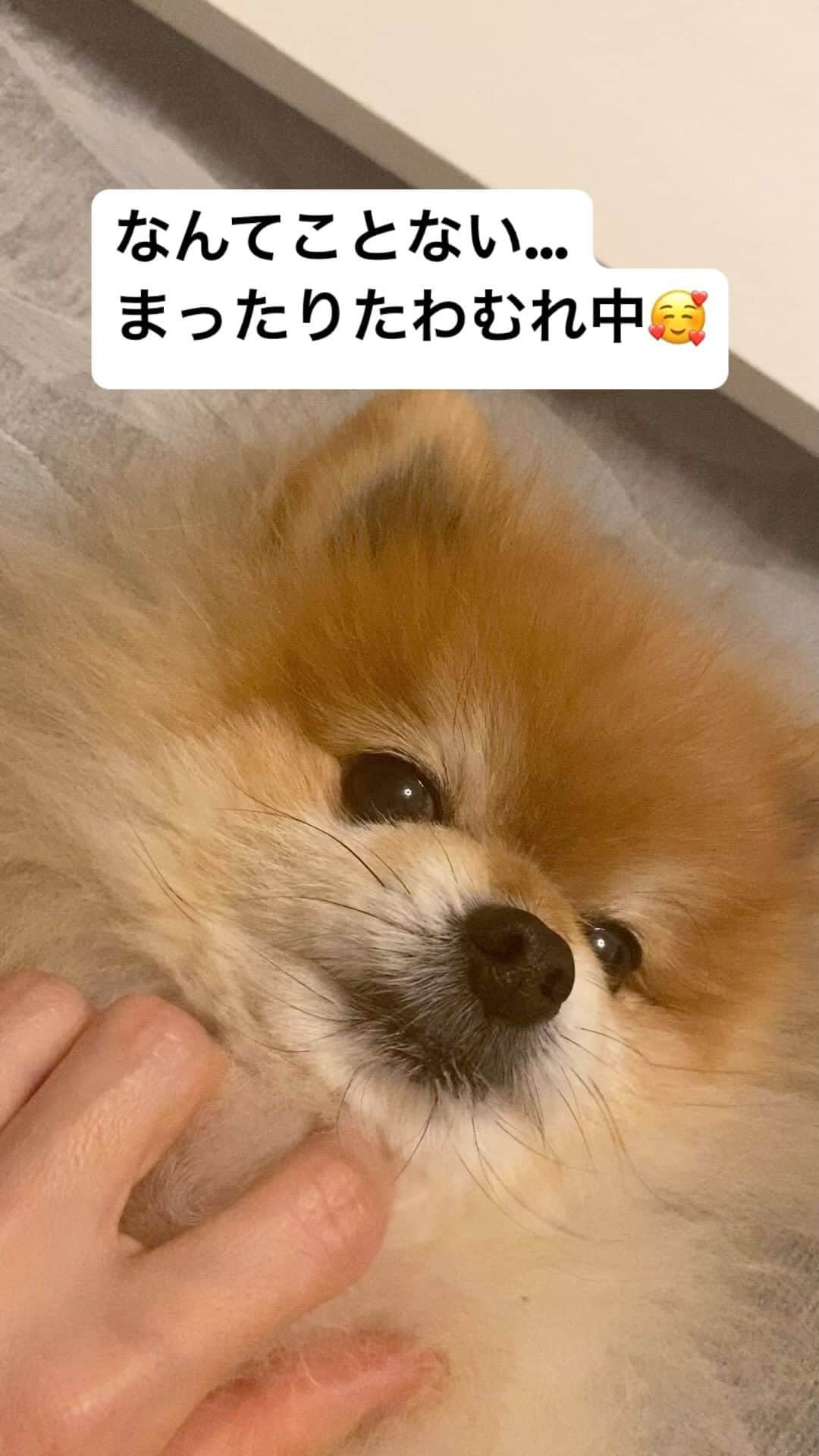 RIO POMEのインスタグラム：「ブヒブヒはリオの甘えモードです🥰 何もかもが愛しい💕💕💕  #ポメラニアン #pomeranian  #犬 #dog #dogstagram#doglover #愛犬 #わんこ #ポメラニアン大好き #ポメラニアンが世界一可愛い #pom #ぽめらにあん #ポメ#pomeraniansofinstagram  #pomeranianlove #ふわもこ部 #いぬバカ部 #癒しわんこ#instapic#pomstagram #puppy #dogsofinstagram #cute#cutedog #ポメラニアンオレンジ　#ポメラニアン柴カット  #ポメラニアン好きな人と繋がりたい」