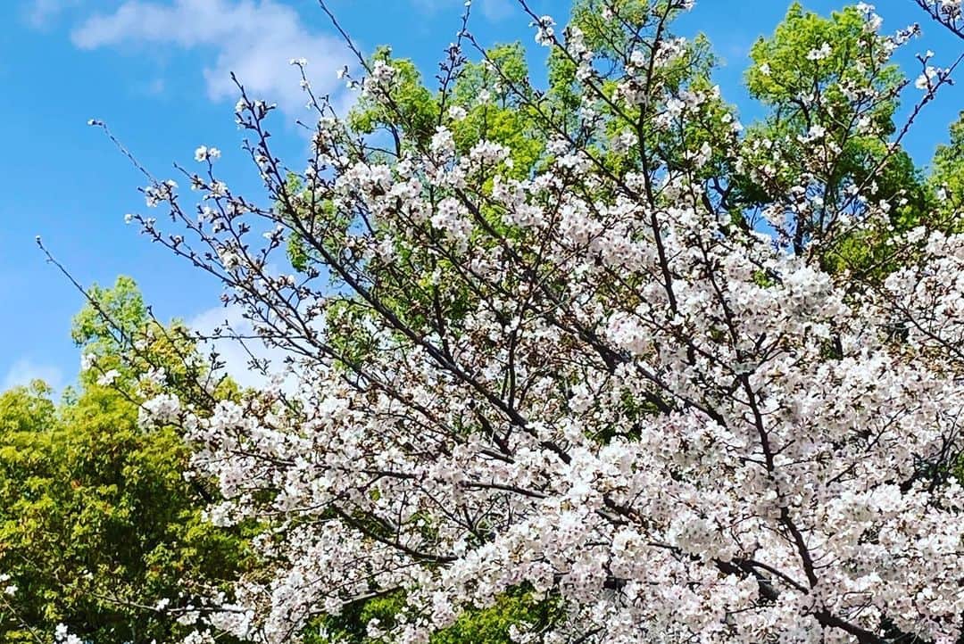 西岡悠子さんのインスタグラム写真 - (西岡悠子Instagram)「ヘアゴム第二弾  ホワイトパールは娘のバイトの先輩方に^ ^  - - - - - - - - - - - -   近くの公園の桜が本当に綺麗で、みんなでお花見に🌸  まだまだお花見予定があるので、頑張って咲き続けてね😂  今日はたまたま出会った83歳のお爺さまと話が弾んでデート状態🤣  全日本ソフトテニスのシニアで優勝したり、なかなか面白いお話をしてくださいました🤣 次男にも、スポーツする心得のようなことを話してくれてました。 元気で長生きするって素晴らしい！ わたしもそうありたいわ〜^ ^  #花見 #ヘアゴム #ヘアゴムハンドメイド #ハンドメイド #グルーデコ #プレゼント #公園 #育児 #ママ #アラフォー #ママ友 #桜 #お花見弁当 #スワロフスキー #キラキラ #デコ」3月27日 19時17分 - lallure_yuco