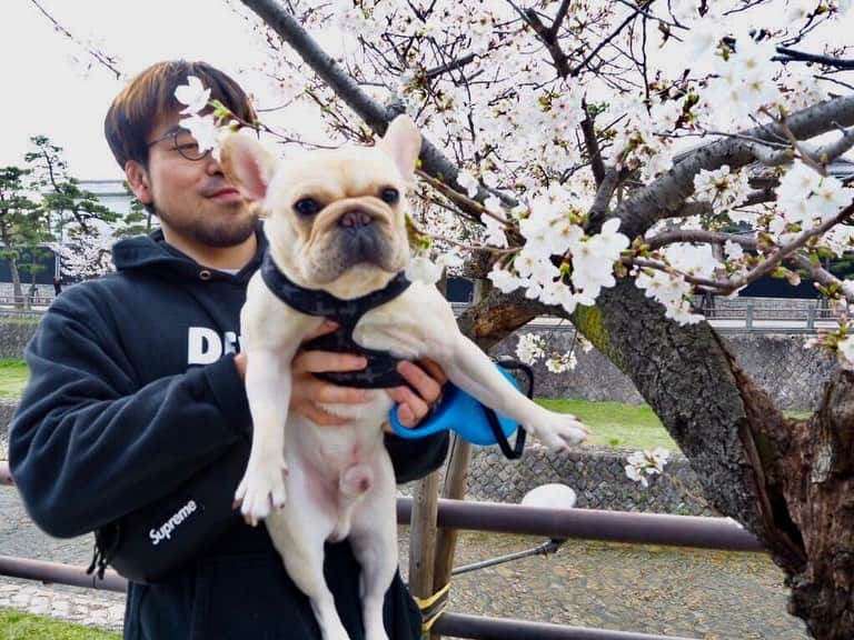 岩﨑正寛さんのインスタグラム写真 - (岩﨑正寛Instagram)「今日は弟子達と花見をした。 楽しい春の時間を感じました。 @tatsucdbjj  @kotarocdbjj  @seiyacdbjj  @frenchbulldog_unagi @rikapepe」3月27日 19時28分 - masahirocdbjj