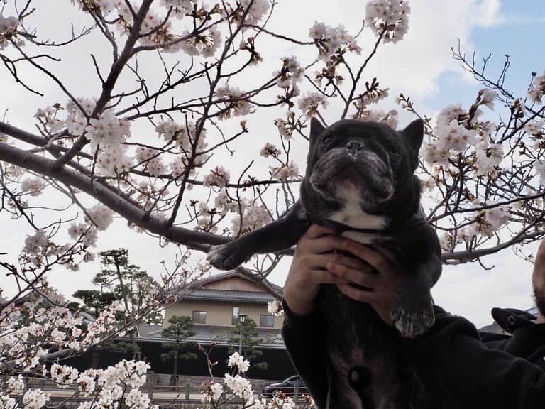 岩﨑正寛のインスタグラム：「今日は弟子達と花見をした。 楽しい春の時間を感じました。 @tatsucdbjj  @kotarocdbjj  @seiyacdbjj  @frenchbulldog_unagi @rikapepe」