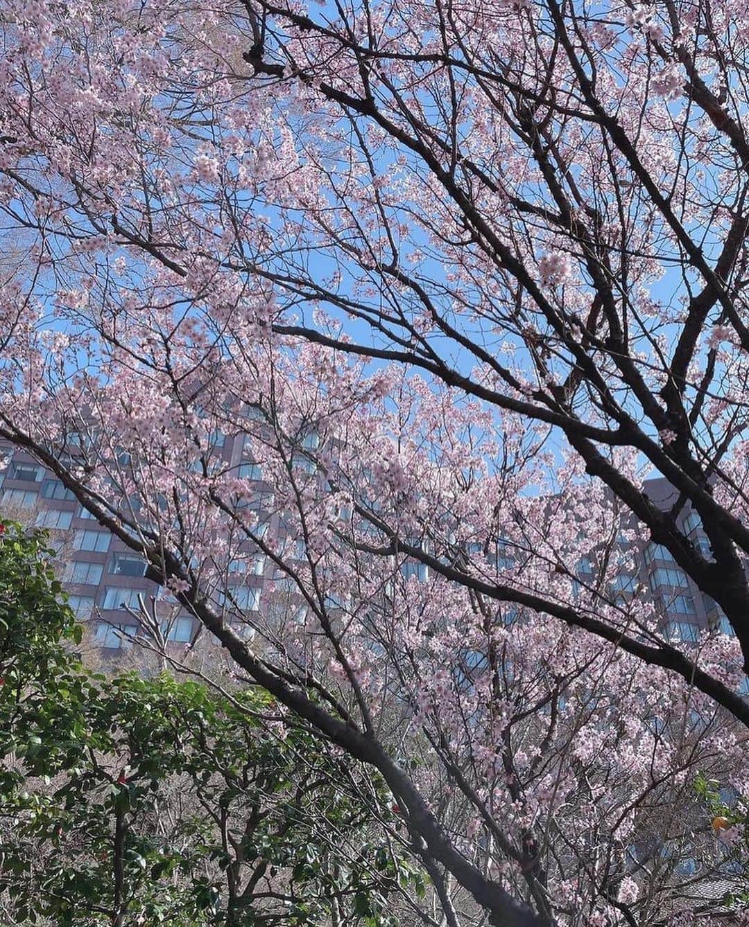 ホテル椿山荘東京さんのインスタグラム写真 - (ホテル椿山荘東京Instagram)「. 本日3月27日は「さくらの日」🌸 フォトキャンペーンでは、素敵な桜の写真がたくさん集まっています！  We’ve received so many wonderful pictures!  Thank you🌸 @kato.sato @ne_ne_maki317  @runrunsame @miu.meow___   #tsubaki_hct #sakura_hct  @hotelchinzansotokyo_official  #photocampaign #cherryblossom  #フォトキャンペーン #さくらの日」3月27日 19時23分 - hotelchinzansotokyo_official