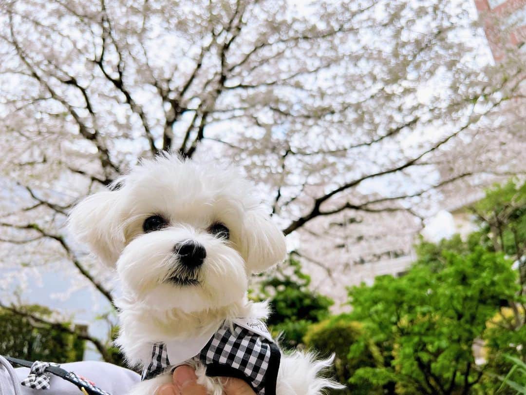 のインスタグラム：「さくら綺麗だね🌸🍡  あたちは葉っぱをビュッフェのように食べるの 止めれるようになってきたよ✨偉いでしょ🐶」