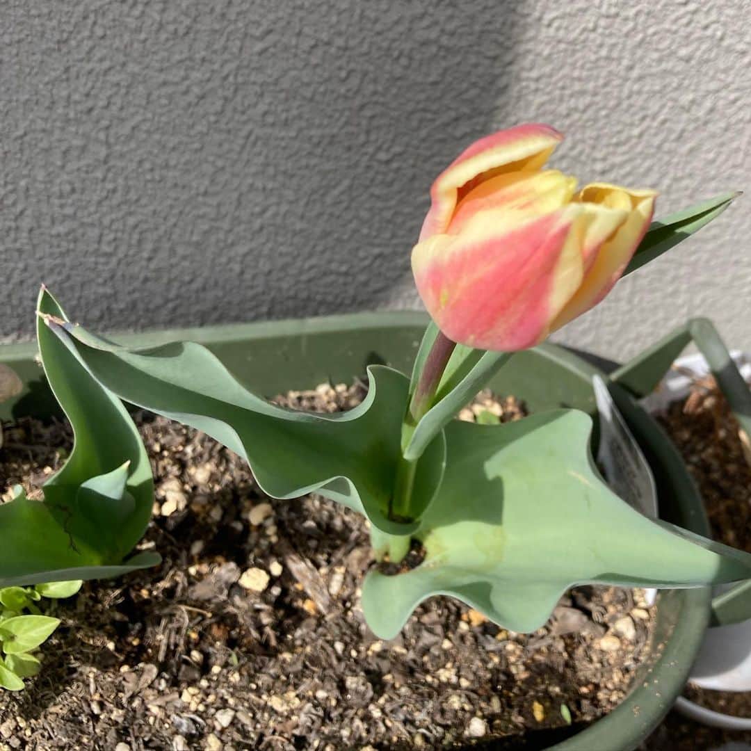 堀下さゆりのインスタグラム：「咲いた♪咲いた♪  去年掘り上げた球根から…🌷  嬉しいな。 愛おしいいのち。  春だね。」
