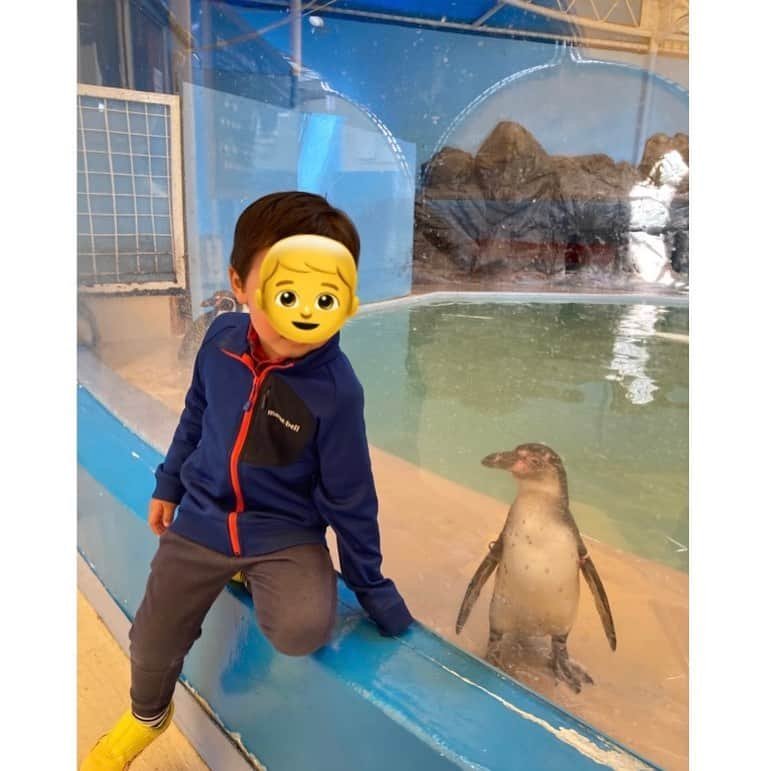 去来川奈央さんのインスタグラム写真 - (去来川奈央Instagram)「. 四国 香川の #新屋島水族館 🐠  信じられないほどの至近距離で #マナティ や#ペンギン 🐧 #イルカ のショー は砂かぶりならぬ 水かぶり席🐬 (サッと逃げる周りの子どもたちの中、息子だけが残りずぶ濡れ😂) イルカのエサやりまで体験🥹✨   #アシカ は館内をお散歩🚶して 手が届きそうな距離で芸を披露🦭 飼育員のお兄さんがフレンドリーに息子いじってくれるのも推せる🤣🫶  屋島のてっぺんからは #鬼ヶ島 が目の前に見える！👹🍑  #香川 #香川旅行 #水族館 #aquarium #四国 #四国旅行 #屋島」3月27日 19時43分 - nao.isagawa