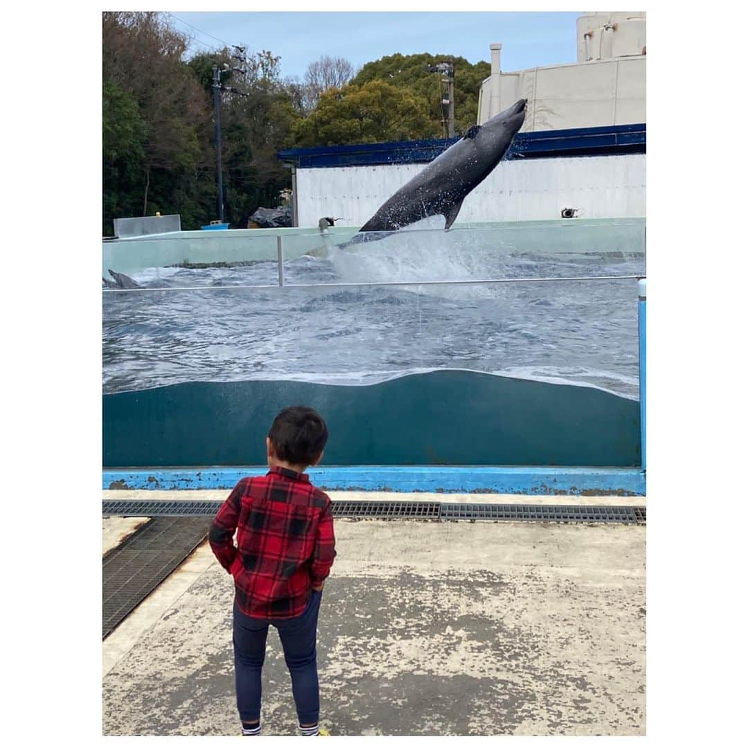 去来川奈央さんのインスタグラム写真 - (去来川奈央Instagram)「. 四国 香川の #新屋島水族館 🐠  信じられないほどの至近距離で #マナティ や#ペンギン 🐧 #イルカ のショー は砂かぶりならぬ 水かぶり席🐬 (サッと逃げる周りの子どもたちの中、息子だけが残りずぶ濡れ😂) イルカのエサやりまで体験🥹✨   #アシカ は館内をお散歩🚶して 手が届きそうな距離で芸を披露🦭 飼育員のお兄さんがフレンドリーに息子いじってくれるのも推せる🤣🫶  屋島のてっぺんからは #鬼ヶ島 が目の前に見える！👹🍑  #香川 #香川旅行 #水族館 #aquarium #四国 #四国旅行 #屋島」3月27日 19時43分 - nao.isagawa