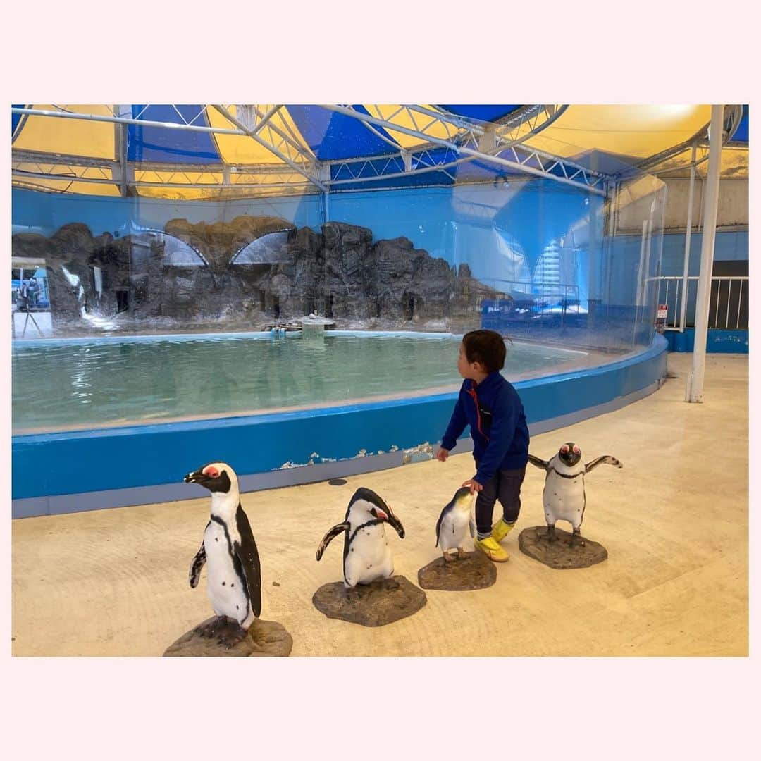 去来川奈央さんのインスタグラム写真 - (去来川奈央Instagram)「. 四国 香川の #新屋島水族館 🐠  信じられないほどの至近距離で #マナティ や#ペンギン 🐧 #イルカ のショー は砂かぶりならぬ 水かぶり席🐬 (サッと逃げる周りの子どもたちの中、息子だけが残りずぶ濡れ😂) イルカのエサやりまで体験🥹✨   #アシカ は館内をお散歩🚶して 手が届きそうな距離で芸を披露🦭 飼育員のお兄さんがフレンドリーに息子いじってくれるのも推せる🤣🫶  屋島のてっぺんからは #鬼ヶ島 が目の前に見える！👹🍑  #香川 #香川旅行 #水族館 #aquarium #四国 #四国旅行 #屋島」3月27日 19時43分 - nao.isagawa