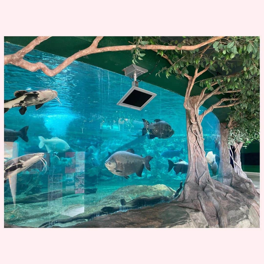 去来川奈央さんのインスタグラム写真 - (去来川奈央Instagram)「. 四国 香川の #新屋島水族館 🐠  信じられないほどの至近距離で #マナティ や#ペンギン 🐧 #イルカ のショー は砂かぶりならぬ 水かぶり席🐬 (サッと逃げる周りの子どもたちの中、息子だけが残りずぶ濡れ😂) イルカのエサやりまで体験🥹✨   #アシカ は館内をお散歩🚶して 手が届きそうな距離で芸を披露🦭 飼育員のお兄さんがフレンドリーに息子いじってくれるのも推せる🤣🫶  屋島のてっぺんからは #鬼ヶ島 が目の前に見える！👹🍑  #香川 #香川旅行 #水族館 #aquarium #四国 #四国旅行 #屋島」3月27日 19時43分 - nao.isagawa