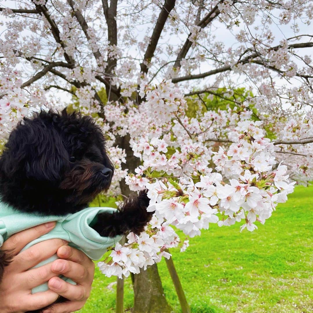 NANAMIさんのインスタグラム写真 - (NANAMIInstagram)「▹◃┄▸◂┄▹◃┄▸◂┄▹◃┄▸◂┄▹◃  晴れてたのでナビと初めての花見🌸 黒い犬なので桜と撮ると まあまあま映えて可愛い📸❤（笑）  #舎人公園#散歩#桜#サクラ#さくら #Sakura#花見スポット#花見 #写真 #photo#写真撮影 #ポメプー #ポメプー黒  #犬#dog#犬のいる暮らし #📸 #🐶  #犬好きな人と繋がりたい #🌸」3月27日 19時50分 - nanamin733