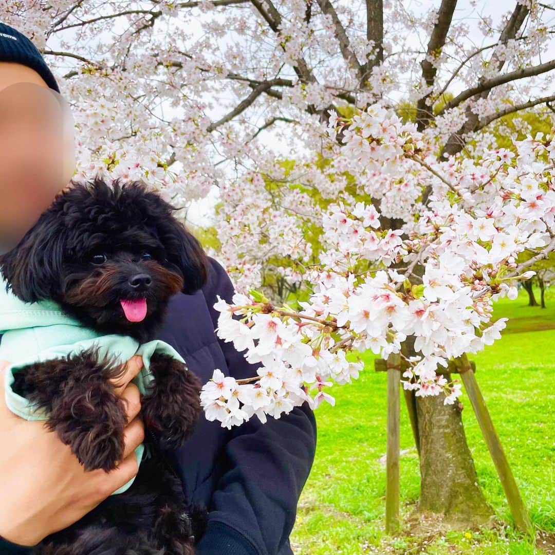 NANAMIさんのインスタグラム写真 - (NANAMIInstagram)「▹◃┄▸◂┄▹◃┄▸◂┄▹◃┄▸◂┄▹◃  晴れてたのでナビと初めての花見🌸 黒い犬なので桜と撮ると まあまあま映えて可愛い📸❤（笑）  #舎人公園#散歩#桜#サクラ#さくら #Sakura#花見スポット#花見 #写真 #photo#写真撮影 #ポメプー #ポメプー黒  #犬#dog#犬のいる暮らし #📸 #🐶  #犬好きな人と繋がりたい #🌸」3月27日 19時50分 - nanamin733