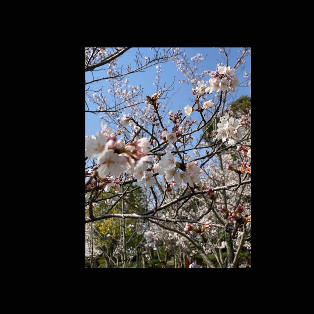 澤上竜二さんのインスタグラム写真 - (澤上竜二Instagram)「米子桜まつり。 いいオフになりました！  #ガイナーレ鳥取#米子#湊山公園#桜まつり#桜#屋台」3月27日 20時05分 - sawakami.ryuji