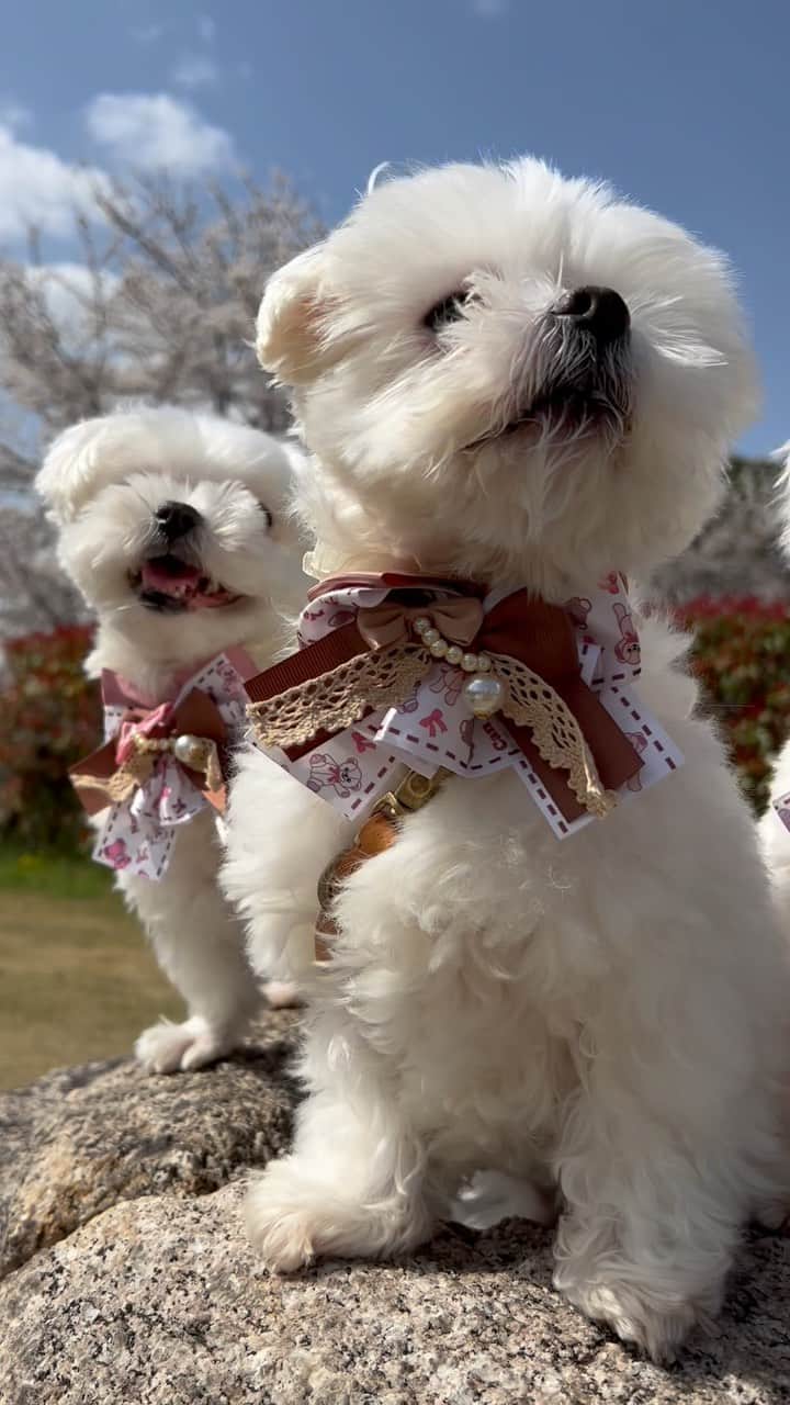 マルチーズ兄妹♡おかゆとおもちのインスタグラム：「お花見🐻‍❄️🌸🐻‍❄️🌸🐻‍❄️ . . 近くの郡山城跡でお花見🌸 . とりあえず、撮れ高編集しました😄 今年に入って初めての投稿 サボり過ぎて編集の仕方忘れてる😅 編集上手くできてるかな？！😄 . みなさんも、楽しい春を〜🌸🎵 . . . ❤︎ . . . #maltese #malteseofinstagram #happydog #dogsmile #doglove #doglover #dogstagram #instadog #lovedogs #ilovemydog #cutedog #dogoftheday #馬爾濟斯 #มอลทีส #馬耳他語 . #okayusan #マルチーズ #マルチーズ好き #マルチーズインスタグラム #白い犬 #犬のいる暮らし #癒し動画 #pecotv #奈良犬 #ふわもこ部 #わんことおでかけ #わんことお花見 #お花見日和 #笑顔が一番 . .」