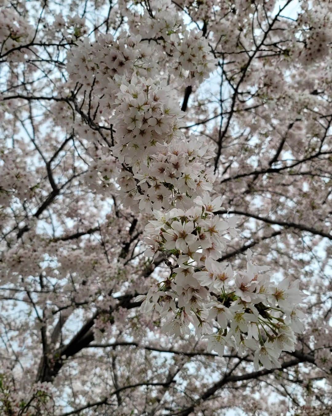 翔さんのインスタグラム写真 - (翔Instagram)「春休み😎⁡ ⁡⁡ ⁡Spring break」3月27日 20時10分 - sho0509official
