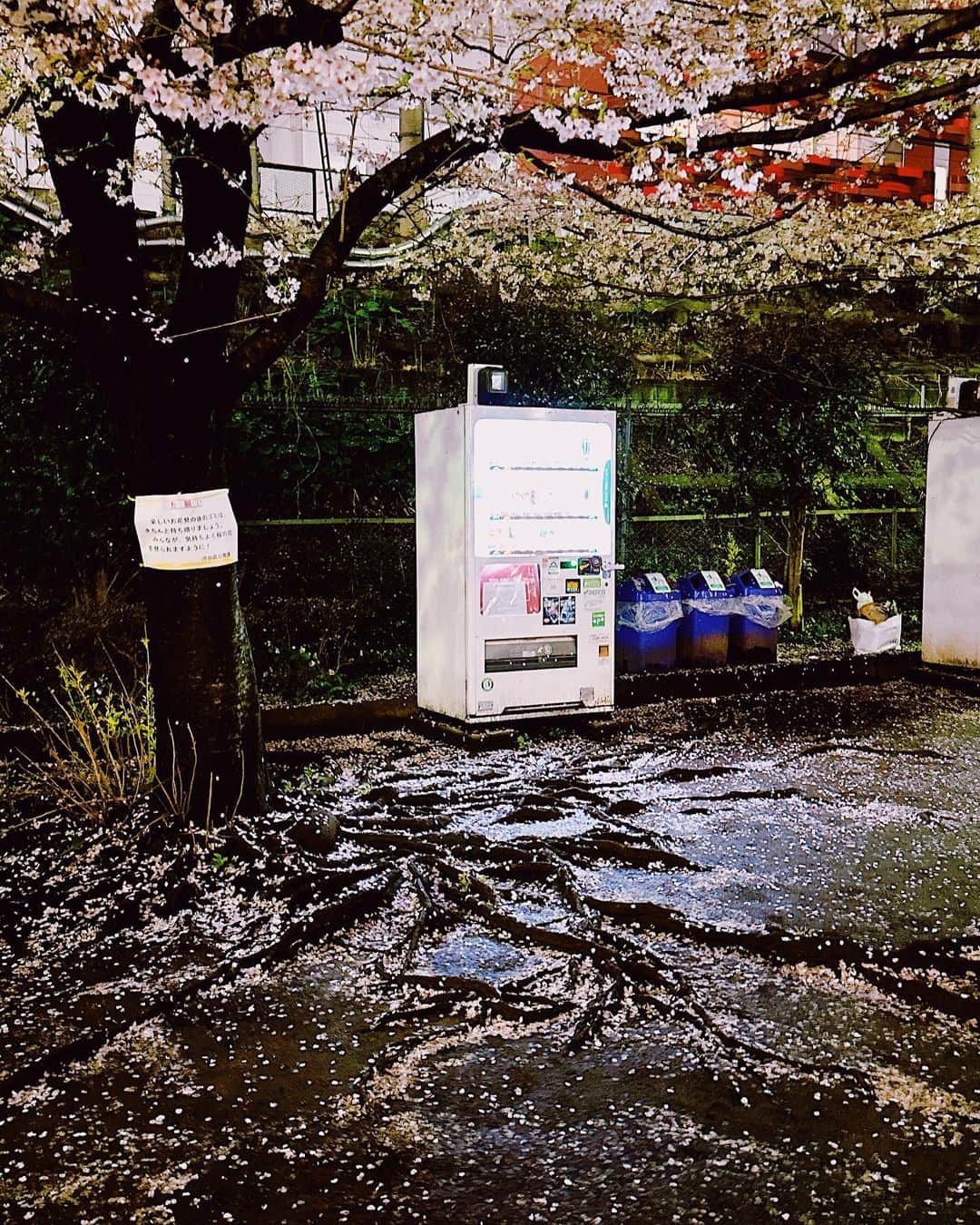 吉田沙世さんのインスタグラム写真 - (吉田沙世Instagram)「rainy weekend☔️」3月27日 20時14分 - sayobaby