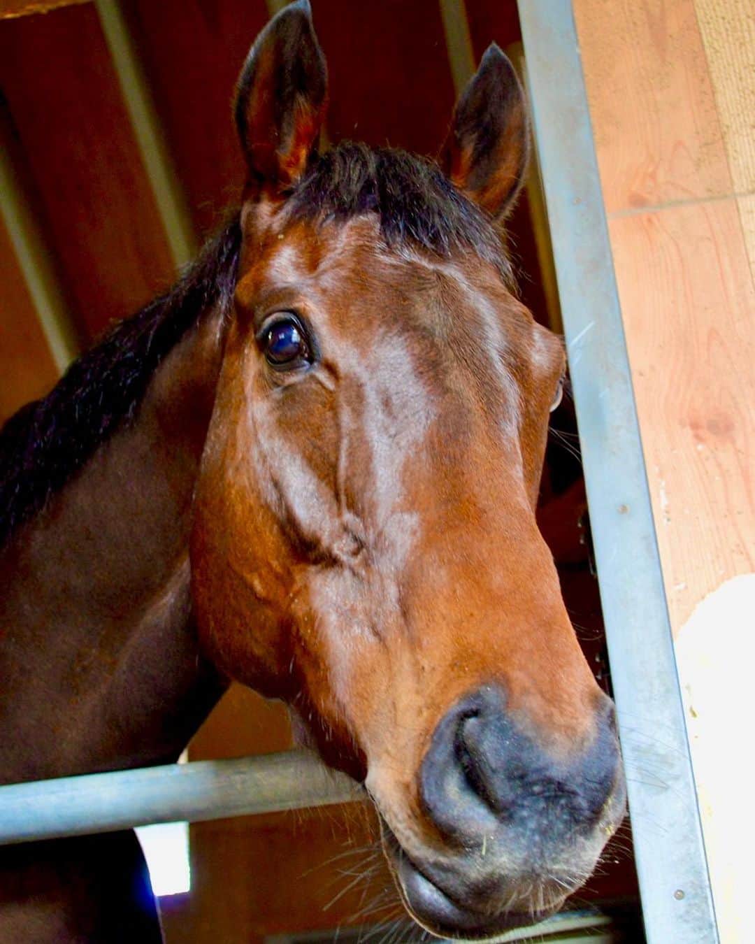 古川奈穂のインスタグラム：「土曜日は中京競馬場、日曜日は阪神競馬場で騎乗させて頂きました。 先週も乗せて下さった関係者の皆様、応援してくださった皆様、ありがとうございました。  週末は雨模様でした☔️ 雨の中競馬場に足を運んで下さった皆様、ありがとうございました🙇‍♀️  もうすぐ4月になります🍀 4月は勝ち星をあげられるように一生懸命頑張ります🏇  写真は記者さんから一眼レフをお借りして、撮らせて頂いた物です📸 中学生時代、競馬場で写真を撮っていた頃を思い出しました☺️  #中京競馬場  #阪神競馬場   モデルは #スマートオリーブ  #かわいい  カメラは #nikon」