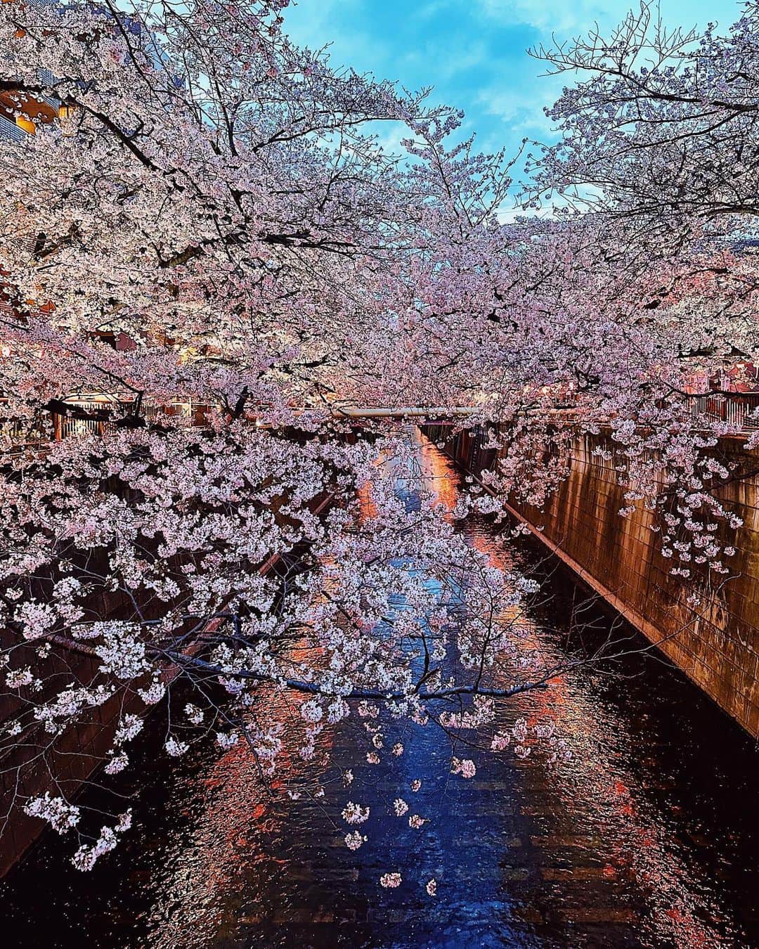高木琢也さんのインスタグラム写真 - (高木琢也Instagram)「満開ずどん🌸🌸🌸 #夜桜も見たかった🌙 #sakura」3月27日 20時17分 - takagi_ocean