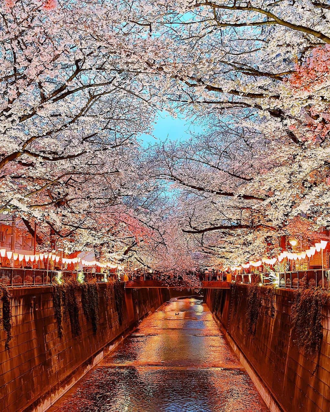 高木琢也さんのインスタグラム写真 - (高木琢也Instagram)「満開ずどん🌸🌸🌸 #夜桜も見たかった🌙 #sakura」3月27日 20時17分 - takagi_ocean