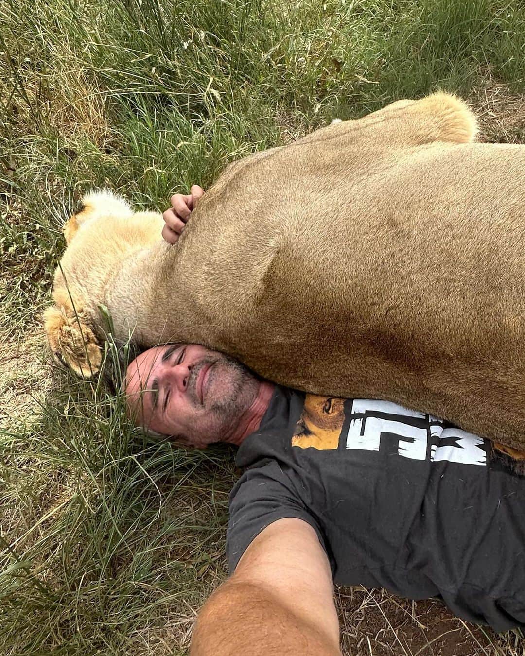 のインスタグラム：「Sometimes I use Meg as a foot rest and other times she uses me as a pillow. As the season changes to autumn and the temperatures drop, the lions are more energetic and lively. It’s been a long, hot and wet summer! We’re ready for winter! Just as long as it’s not too cold. 🥶 #bringonwinter #byebyesummer #teemill #staywild  PS New range has dropped on @teemillstore  Click Komi link in bio」