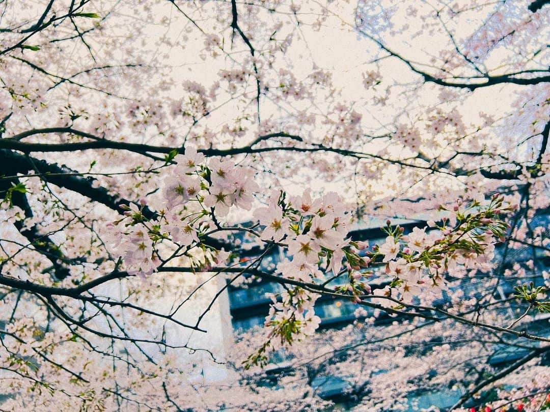 鈴木曉（WATWING）のインスタグラム：「🌸」