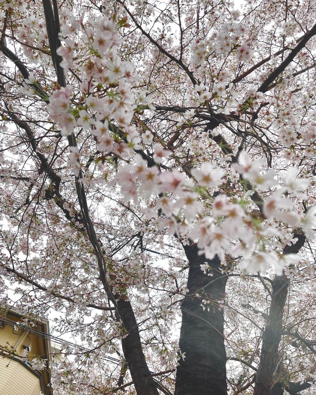 りえさんのインスタグラム写真 - (りえInstagram)「桜見てきた🌸 雨続きで行けなかったから、やっと！ 結構葉桜になっちゃってたなぁ💭  3枚目は長女さんが撮った桜の写真🌸 なかなかボケてるけど、お上手👏🏼  #お花見#お花見日和」3月27日 20時31分 - ririri060800