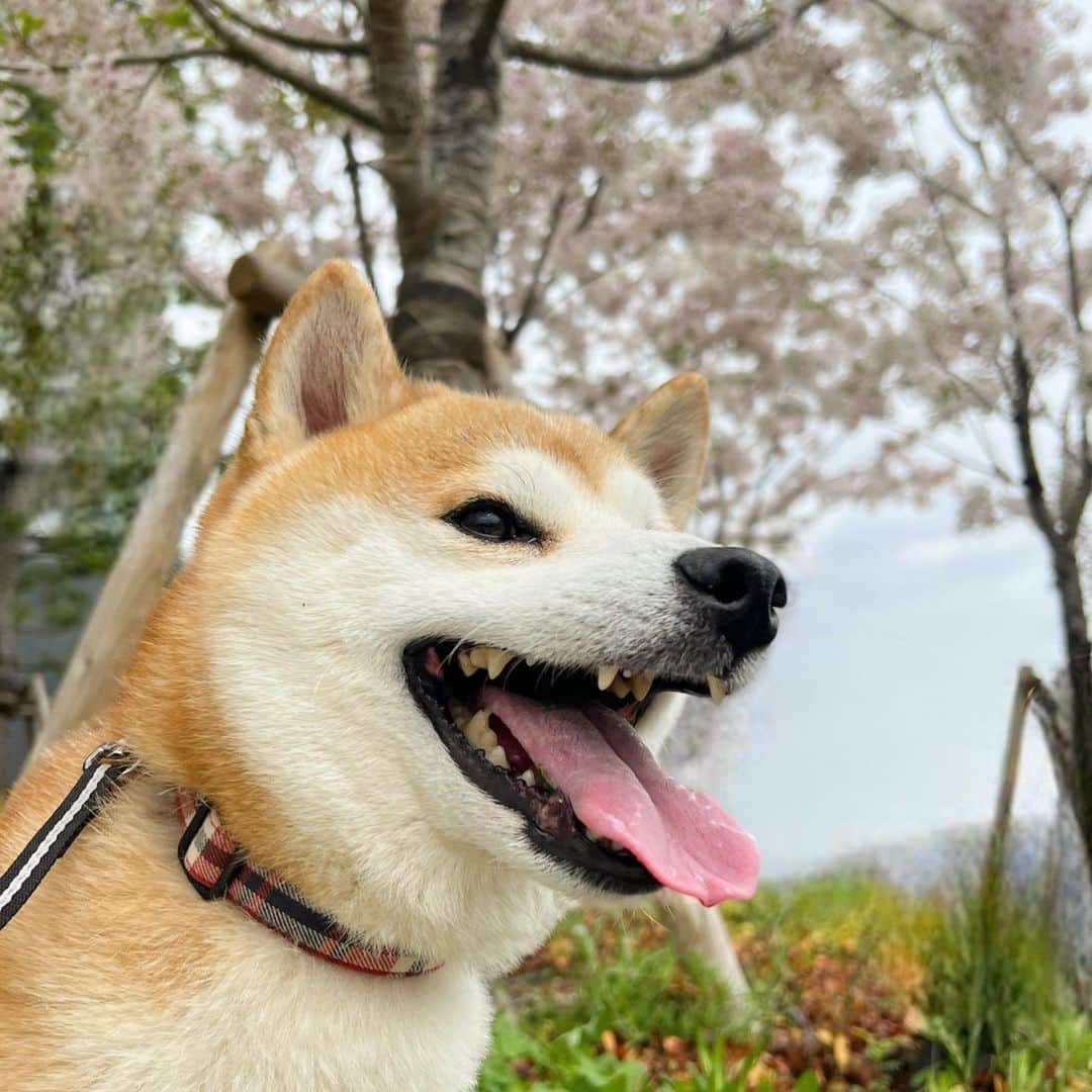 のインスタグラム：「@yuandtoro←仲良し犬猫兄弟   やっと晴れてお散歩へ。近所の桜はほとんど散ってました😭 今週もよろしくね🙋‍♀️ 　  🐕Yu…Shiba ,♂, 2015.06.09, 7th 🐈Toro…Bengal×AMS,♂,2015.07.11,7th  きゅんとしたらコメント欄に『❤️』スタンプでリアクション貰えると嬉しいワンニャン🐶😸💕 　 他の投稿も気になった方は @yuandtoro をチェックしてね☑︎  #柴犬 #柴犬部 #shibastagram #笑顔が一番 #散歩」
