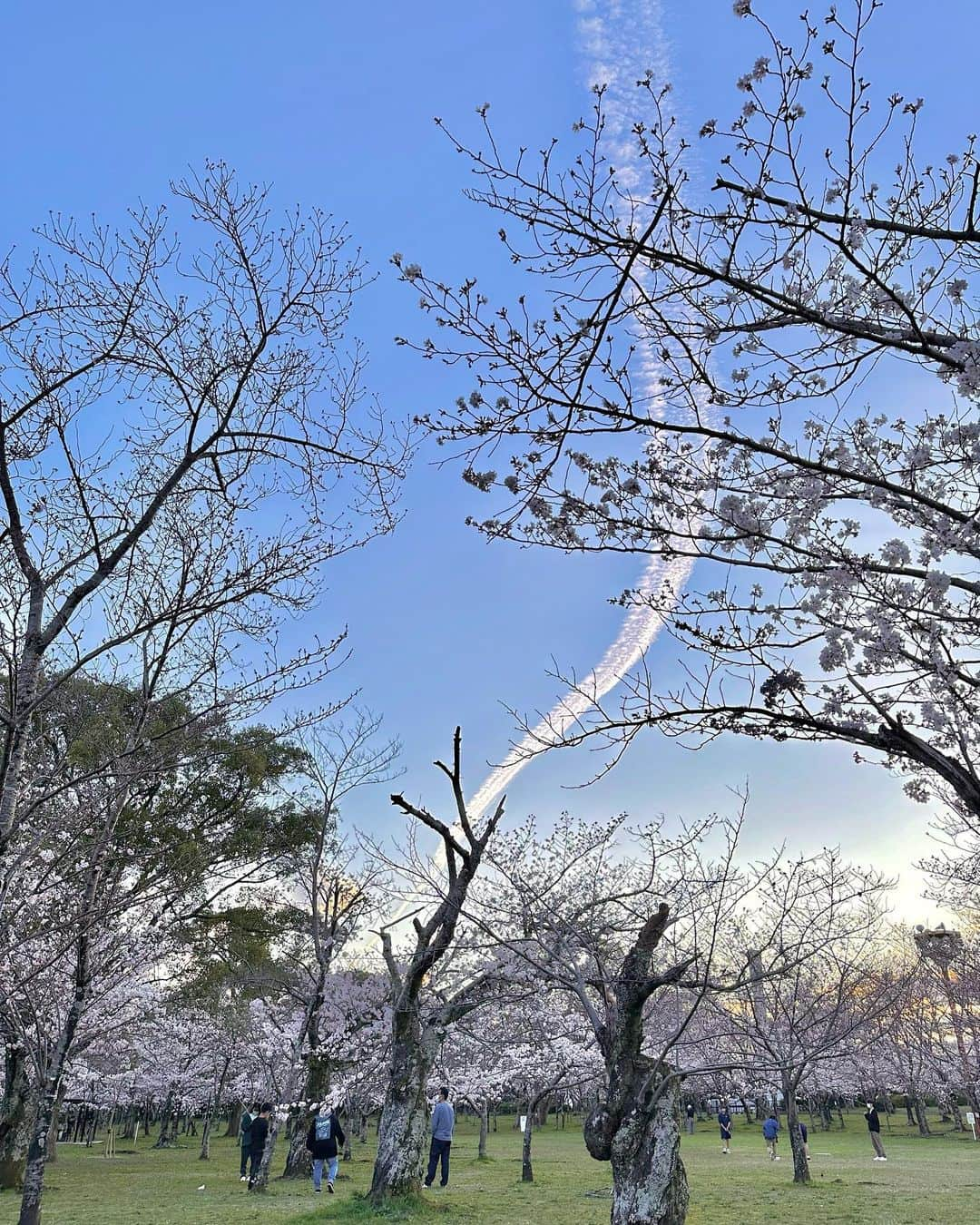 横田亜美さんのインスタグラム写真 - (横田亜美Instagram)「. いとさんとお花見🌸🍡 . 親族と大人数で行ったから ポータブル充電器がすごく助かった🫶🏻 . @ankaya.offical の 𝖵𝖤𝖭𝖴𝖲 𝖯𝖮𝖶𝖤𝖱 𝖦𝟧𝟢𝟢 🔌 ´ˎ- 容量𝟧𝟣𝟫.𝟧𝖶𝗁 / 出力𝟧𝟢𝟢𝗐🔋 ⁡. 携帯充電はもちろん コンセントも刺せるから 何でも使えたよ✨✨ . お花見、キャンプやBBQでは勿論 非常時にも使えるし一家に一台は 持っておきたいアイテムです〜🎶 . . 🔗 https://www.ankaya.top/wap/pages/index/custom?page_code=VENUS%20POWER #お花見 #桜 #お花見スポット #豊橋 #ankaya #キャンプ #outdoor #アウトドア #camp #モバイルバッテリー#VENUSPOWER #緊急電源 #旅行 #trip #自動車 #電子製品 #DIY #パソコン #Game #ゲーム #ドライブ旅行 #キャンプギア #キャンプ好きな人と繋がりたい #camphack取材#外遊び #キャンプ用品 #ピクニック #家電 #姪っ子 #姪っ子love」3月27日 20時48分 - amimi0218