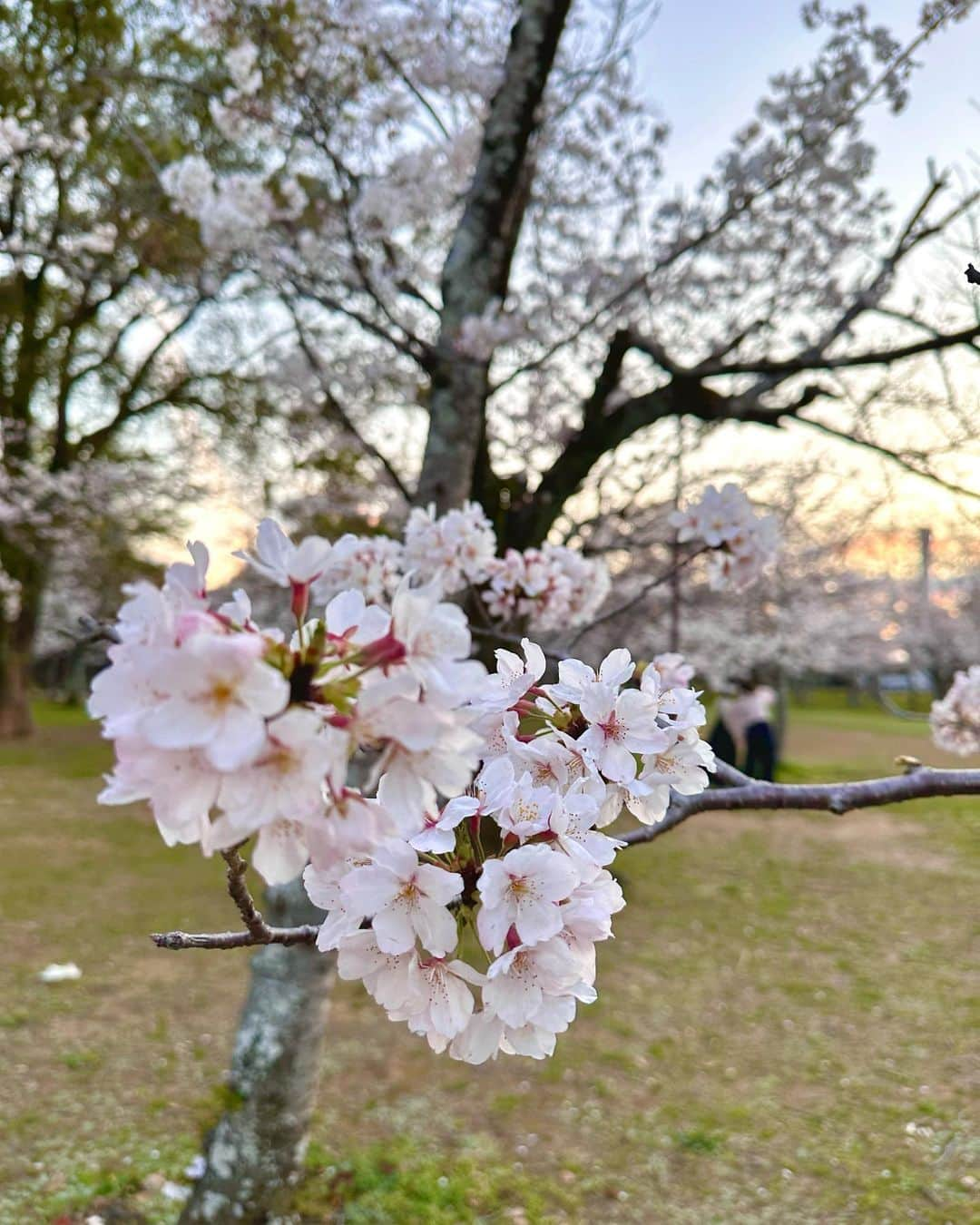 横田亜美さんのインスタグラム写真 - (横田亜美Instagram)「. いとさんとお花見🌸🍡 . 親族と大人数で行ったから ポータブル充電器がすごく助かった🫶🏻 . @ankaya.offical の 𝖵𝖤𝖭𝖴𝖲 𝖯𝖮𝖶𝖤𝖱 𝖦𝟧𝟢𝟢 🔌 ´ˎ- 容量𝟧𝟣𝟫.𝟧𝖶𝗁 / 出力𝟧𝟢𝟢𝗐🔋 ⁡. 携帯充電はもちろん コンセントも刺せるから 何でも使えたよ✨✨ . お花見、キャンプやBBQでは勿論 非常時にも使えるし一家に一台は 持っておきたいアイテムです〜🎶 . . 🔗 https://www.ankaya.top/wap/pages/index/custom?page_code=VENUS%20POWER #お花見 #桜 #お花見スポット #豊橋 #ankaya #キャンプ #outdoor #アウトドア #camp #モバイルバッテリー#VENUSPOWER #緊急電源 #旅行 #trip #自動車 #電子製品 #DIY #パソコン #Game #ゲーム #ドライブ旅行 #キャンプギア #キャンプ好きな人と繋がりたい #camphack取材#外遊び #キャンプ用品 #ピクニック #家電 #姪っ子 #姪っ子love」3月27日 20時48分 - amimi0218