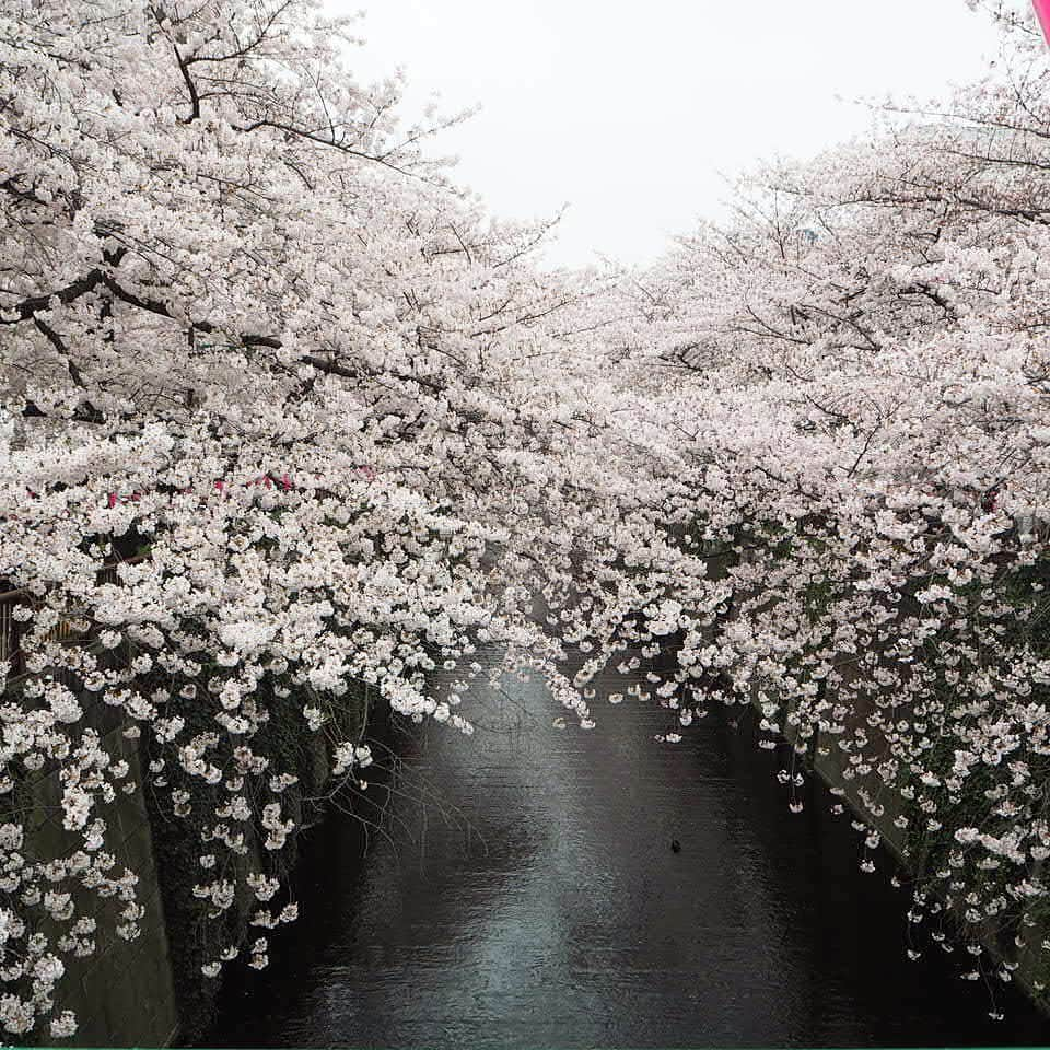 柴本愛沙さんのインスタグラム写真 - (柴本愛沙Instagram)「❤︎ 桜がキレイですね〜🌸 毎日桜を見ては写真撮ってる気がします。  これは目黒川の写真だけど、 海の見える大阪北港マリーナの桜も 見頃を迎えているようです🌸 大阪の友人いわく、かなり穴場スポットだとか。 海と桜とか最高すぎる！行ってみたい☺︎  こちらでは、1人2000円で、 缶ジュース・ワイン飲み放題のサービスや、	 レジャーシート・レジャーベッドの 貸出があるので手ぶらでお花見できます♡  今、お花見キャンペーンをやっていて、  Instagramで大阪北港マリーナの桜の写真を 投稿すると、CAFE&DINING HEMINGWAYで使える "500円割引チケット"をもらえるみたい✨ ドリンク代くらいにはなりそうですね！  海も一望できるお花見の穴場スポット、 私もすごく気になっているから 大阪に行く用事を作ろうと思ってます🤣   @hokkomarina @hemingway_hokko	  #花見スポット #花見 #大阪桜 #大阪桜スポット #大阪花見 #大阪花見スポット #大阪花見観光 #大阪観光 #大阪花見ツーリング #大阪花見ランチ #大阪花見観光地 #大阪花見穴場 #関西カフェ #関西おでかけ #大阪おでかけ #大阪北港マリーナ #マリーナ #カフェ #ヘミングウェイ #海が見えるカフェ #海の近く #インスタ映えの旅 #インスタ映えスポット #インスタ映えカフェ　#大阪映えスポット #景色綺麗 #体験イベント #目黒川の桜 #お花見スポット」3月27日 20時42分 - aisa_shibamoto