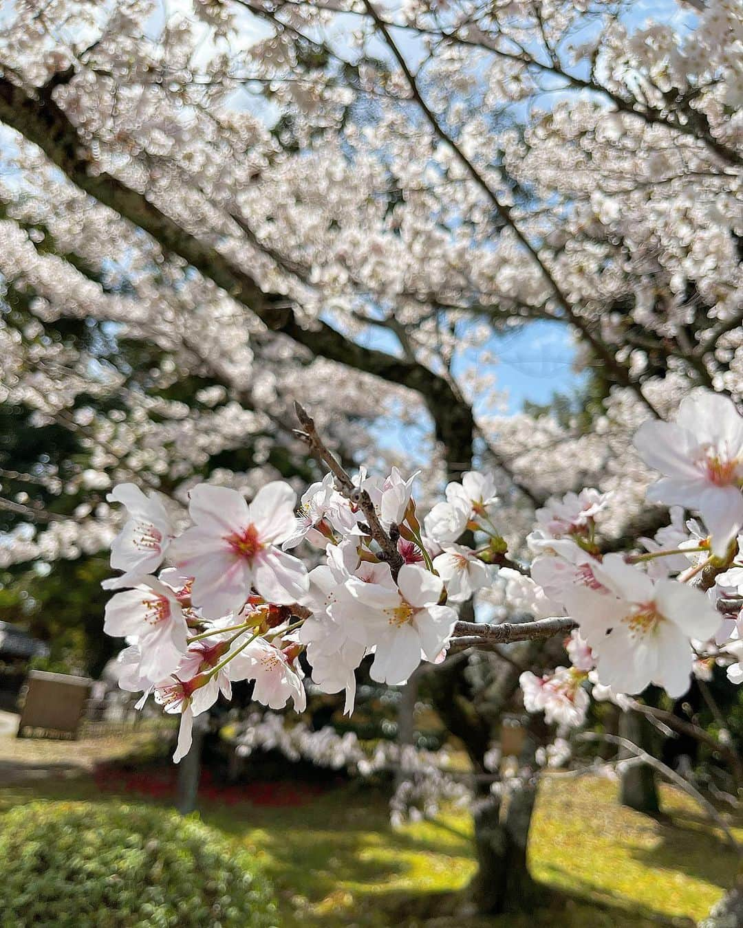 森杏奈さんのインスタグラム写真 - (森杏奈Instagram)「ㅤㅤㅤㅤㅤㅤㅤㅤㅤㅤㅤㅤㅤㅤㅤㅤㅤㅤㅤㅤ⠀⠀ ㅤㅤㅤㅤㅤㅤㅤㅤㅤㅤㅤㅤㅤㅤㅤㅤㅤㅤㅤㅤ⠀⠀ㅤㅤㅤㅤㅤㅤㅤㅤㅤㅤㅤㅤㅤㅤㅤㅤㅤ 桜の季節になりましたね𓂃🌸𓈒𓏸 ㅤㅤㅤㅤㅤㅤㅤㅤㅤㅤㅤㅤㅤㅤㅤㅤㅤㅤㅤㅤ⠀⠀」3月27日 20時46分 - _morianna