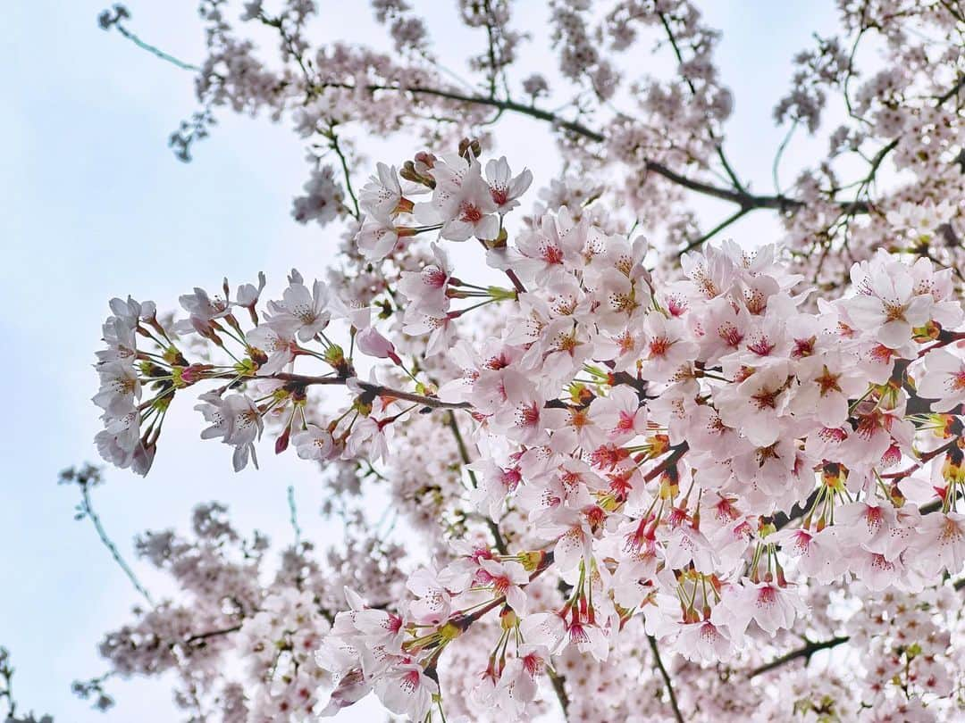 水村リアさんのインスタグラム写真 - (水村リアInstagram)「#さくらの日 🌸  今日はさくらの日らしく、 世間のトレンドワードに便ってみる。  毎年🌸が綺麗に咲く頃に 必ずといっていいほど雨が降り 一番いい時を散らしてしまうのは なぜですか神様🥹  雨の間の一瞬の青空をキャッチ🥰  うちの🐕は舞い散る🌸を 全部ものにしてやろう とギアチェンしまくって歩きます。 めちゃくちゃダウンフォース効いて きゅきゅっと曲がれる🏎みたいに。  𓏸꙳⋆⸜⸜˙ 𓏸꙳⋆⸜⸜˙ 𓏸꙳⋆⸜⸜˙ 𓏸꙳⋆⸜⸜˙ 𓏸꙳⋆⸜⸜˙ 𓏸꙳⋆⸜⸜˙ 𓏸꙳⋆⸜⸜˙  #🌸 #桜 #さくら #cherryblossom」3月27日 20時49分 - leah_mizumura